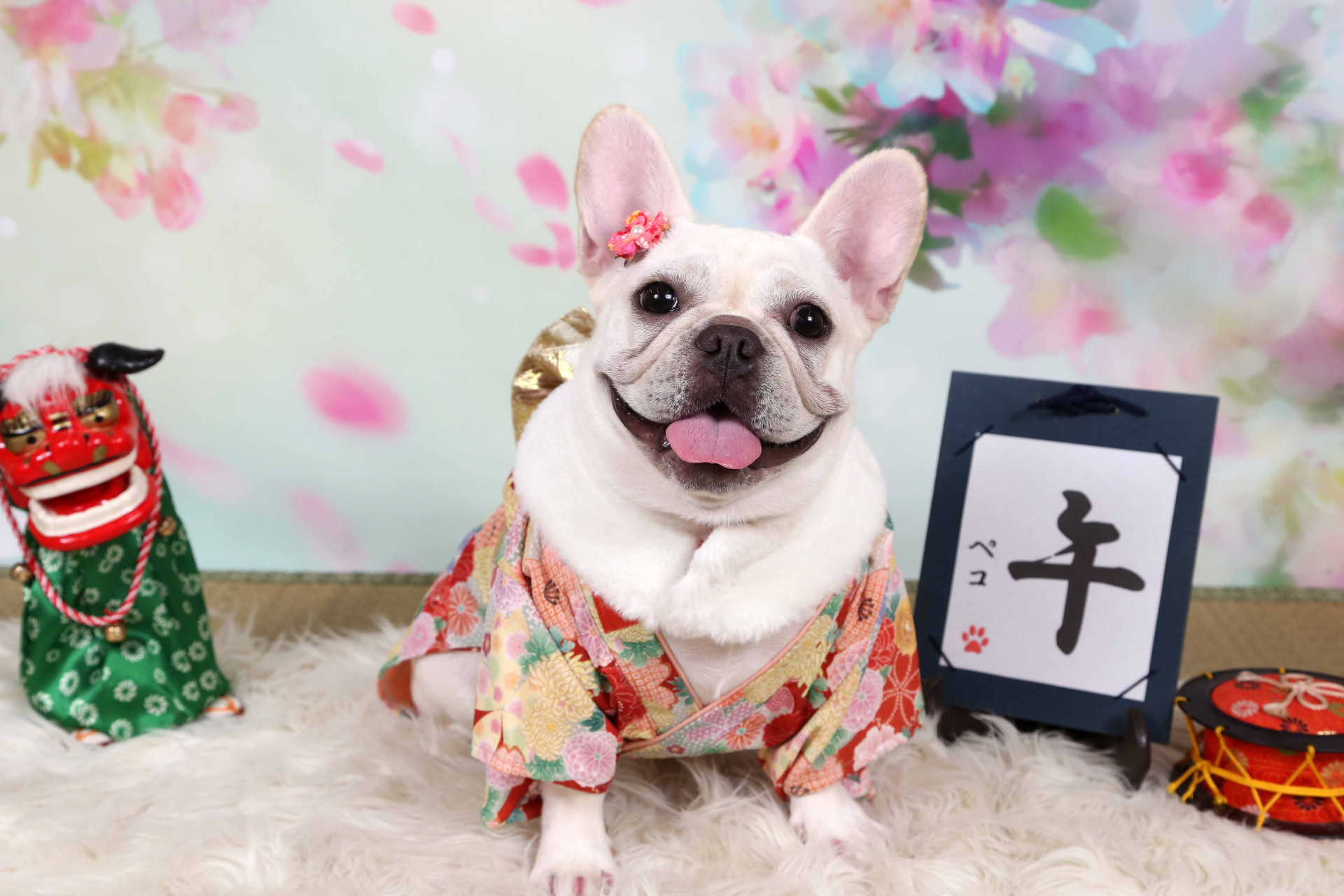 不思議の国のわんわん写真館のメイン画像