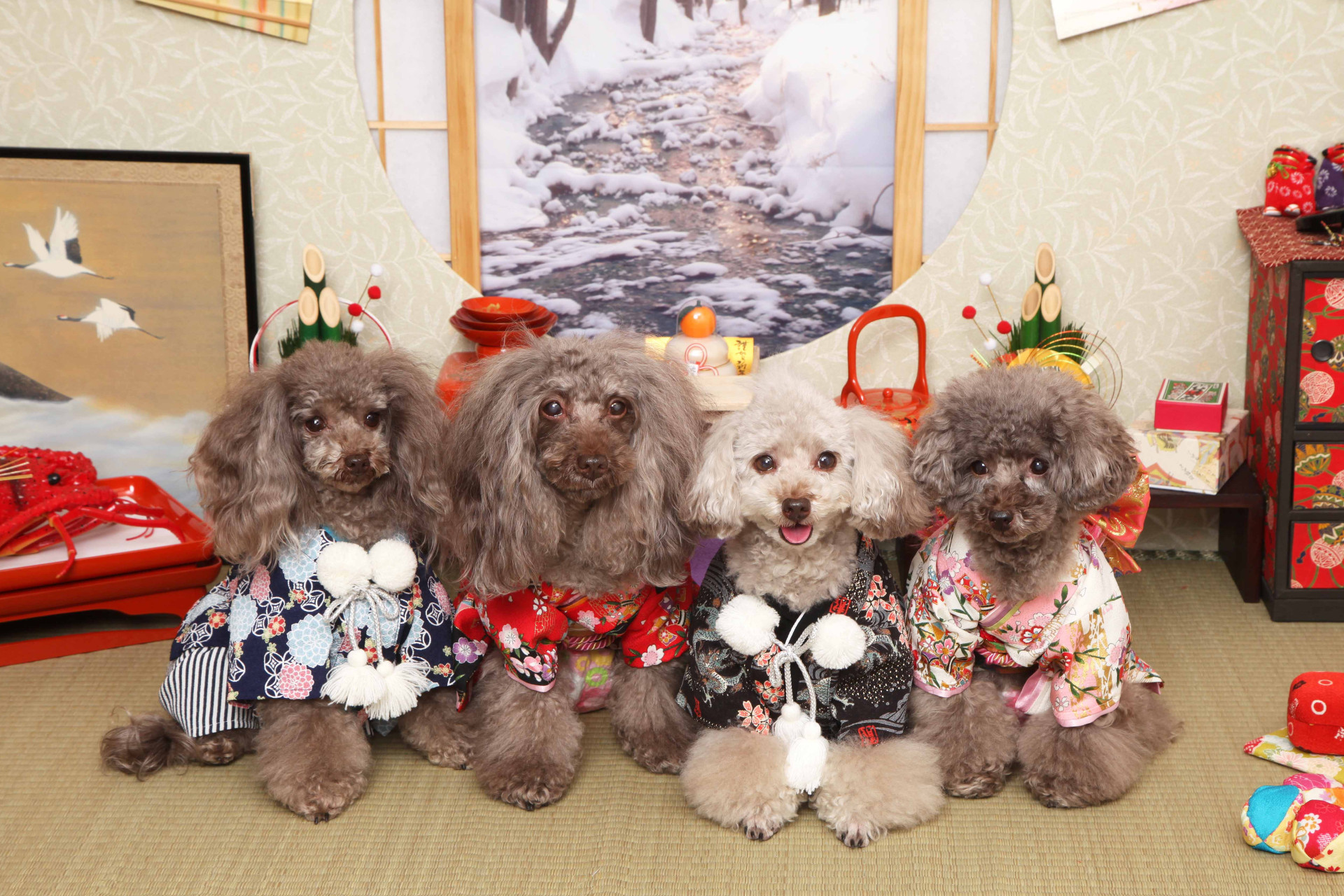 不思議の国のわんわん写真館のメイン画像