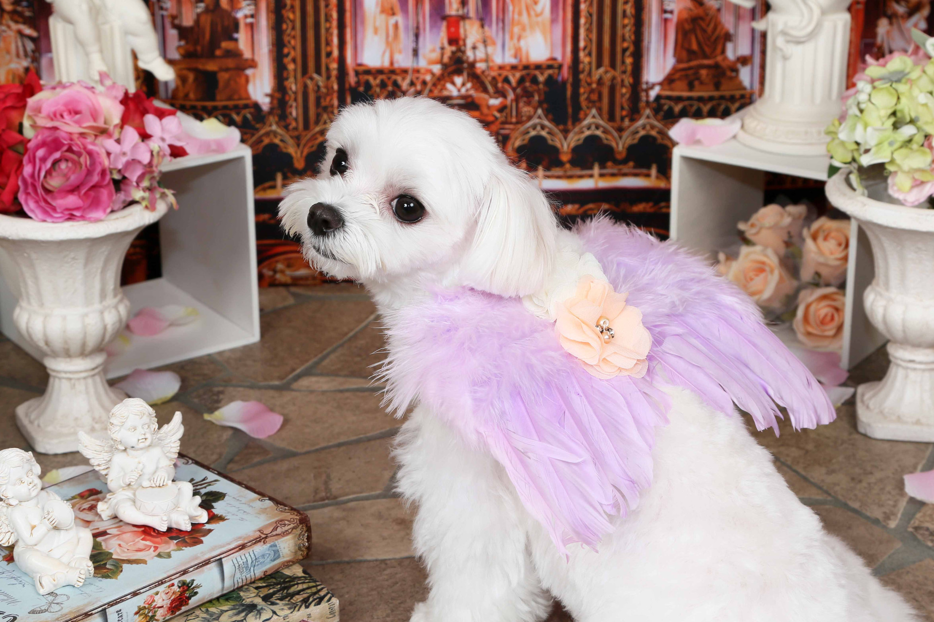 不思議の国のわんわん写真館のメイン画像