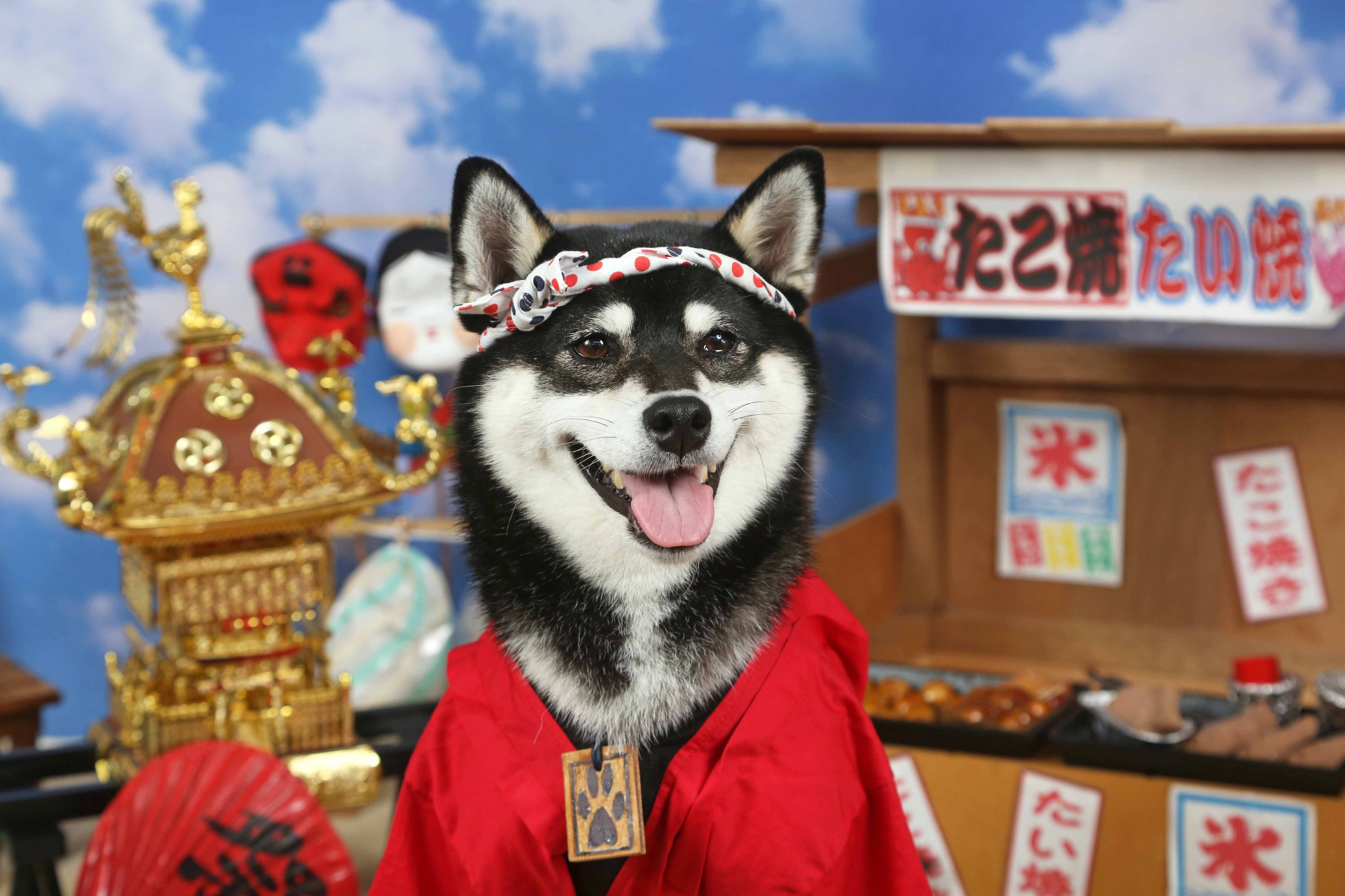 不思議の国のわんわん写真館のメイン画像