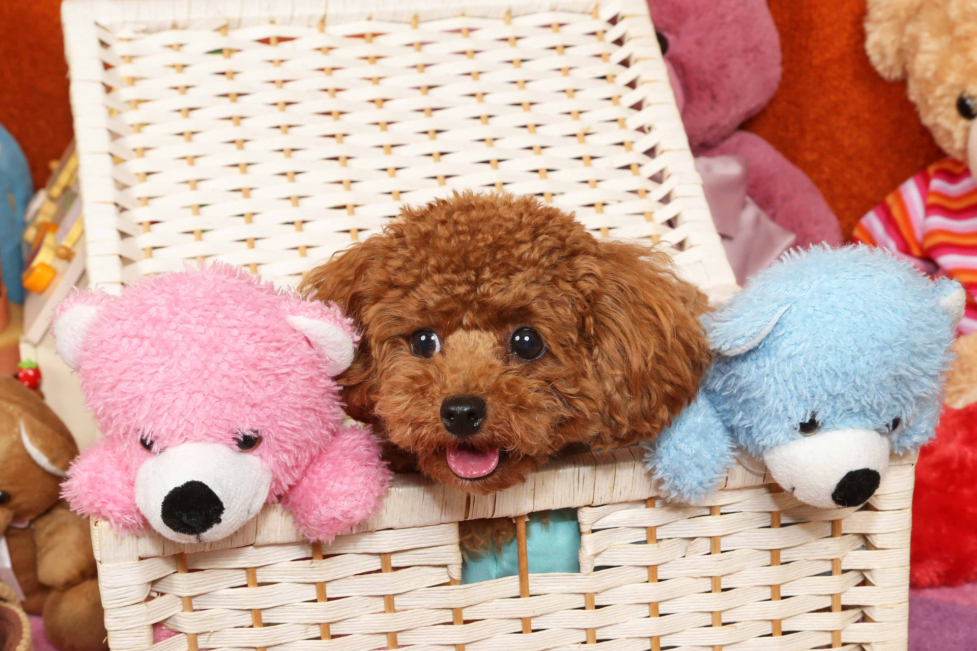 不思議の国のわんわん写真館のメイン画像