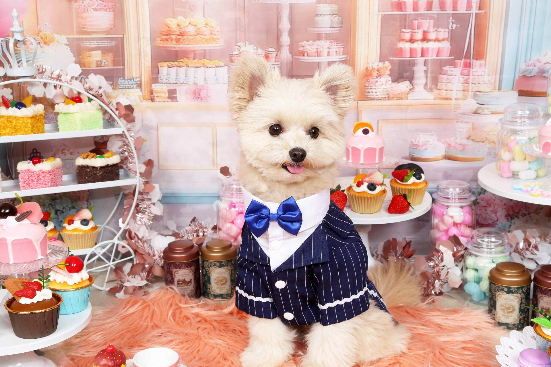 不思議の国のわんわん写真館のメイン画像