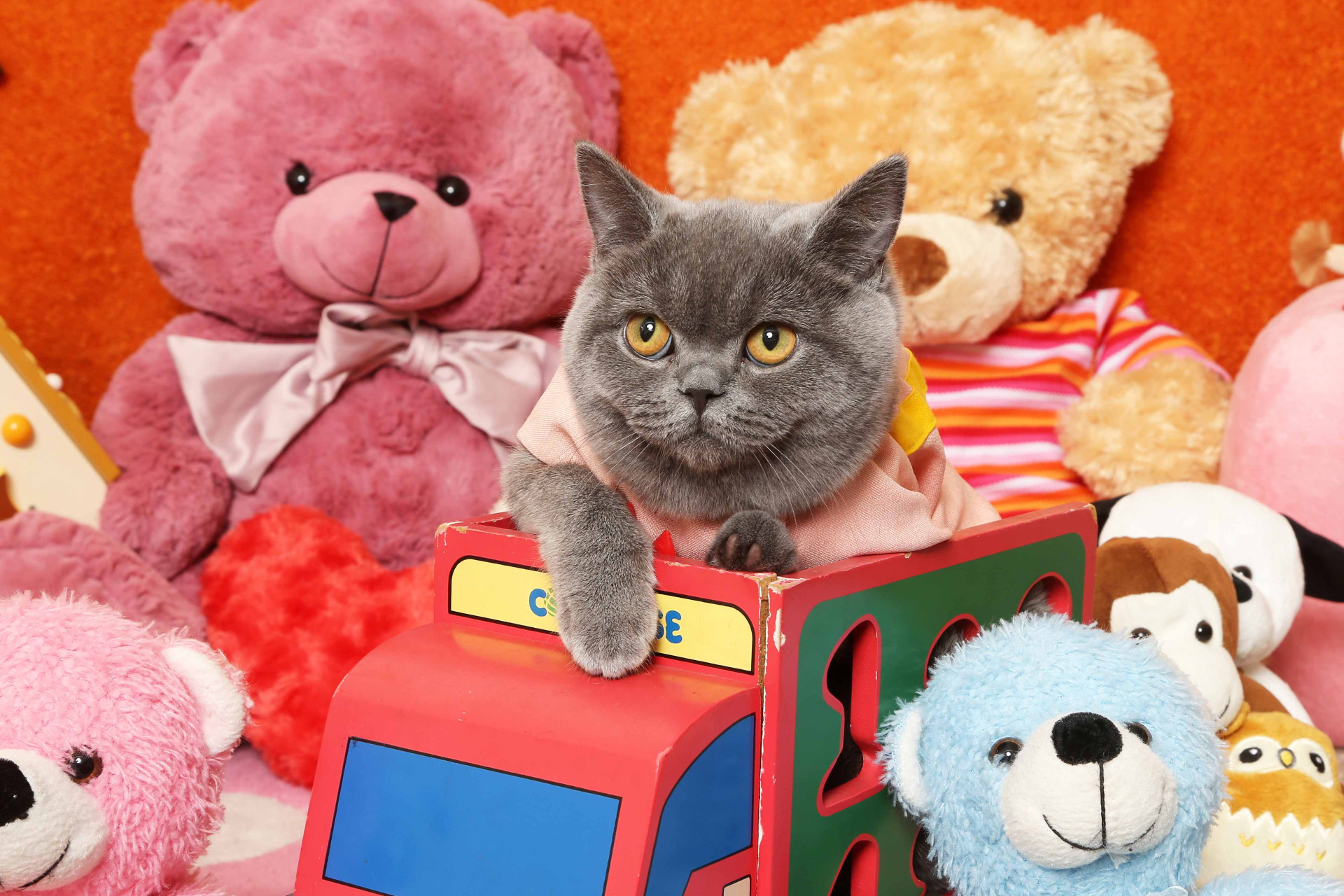 不思議の国のわんわん写真館のメイン画像