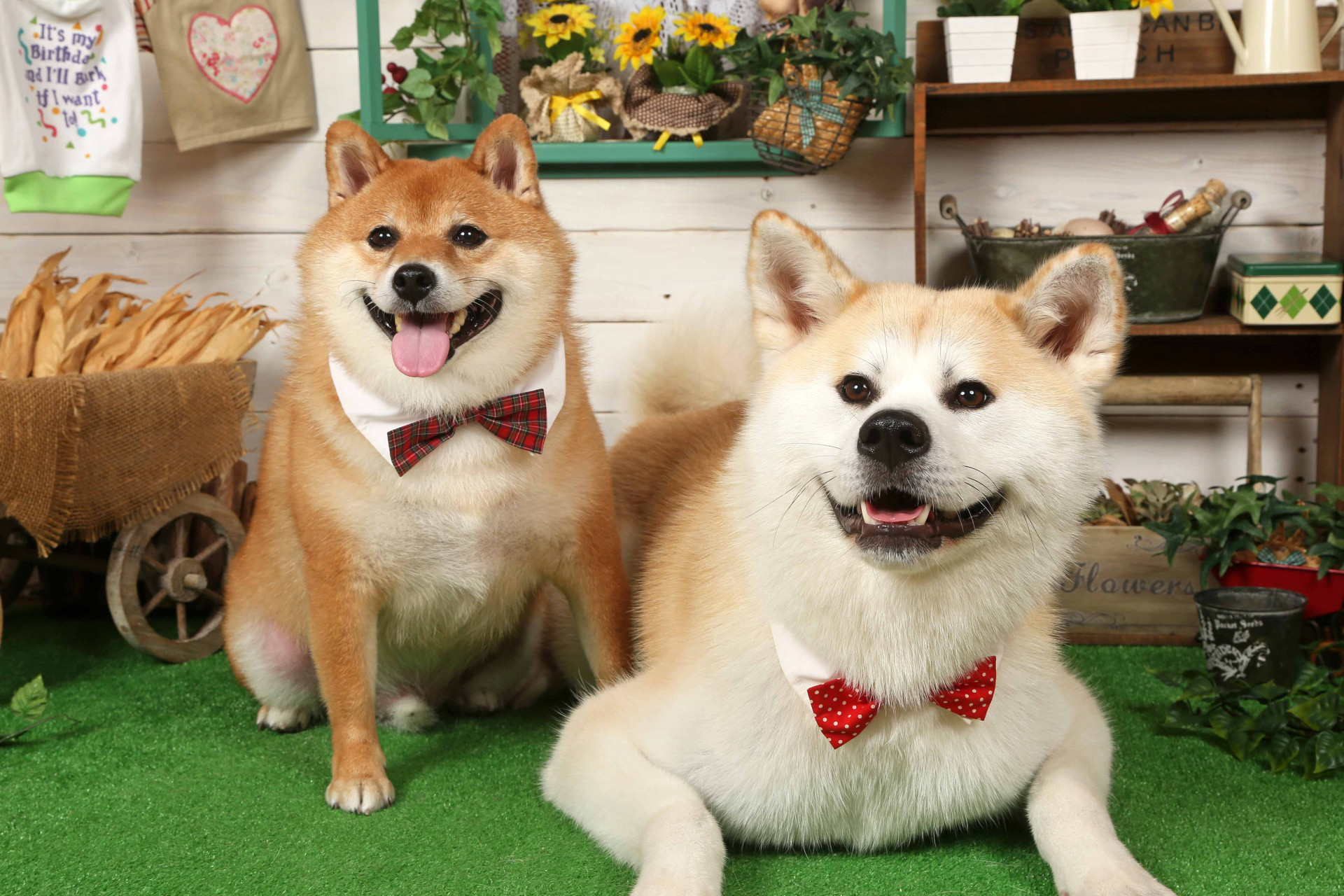 不思議の国のわんわん写真館のメイン画像