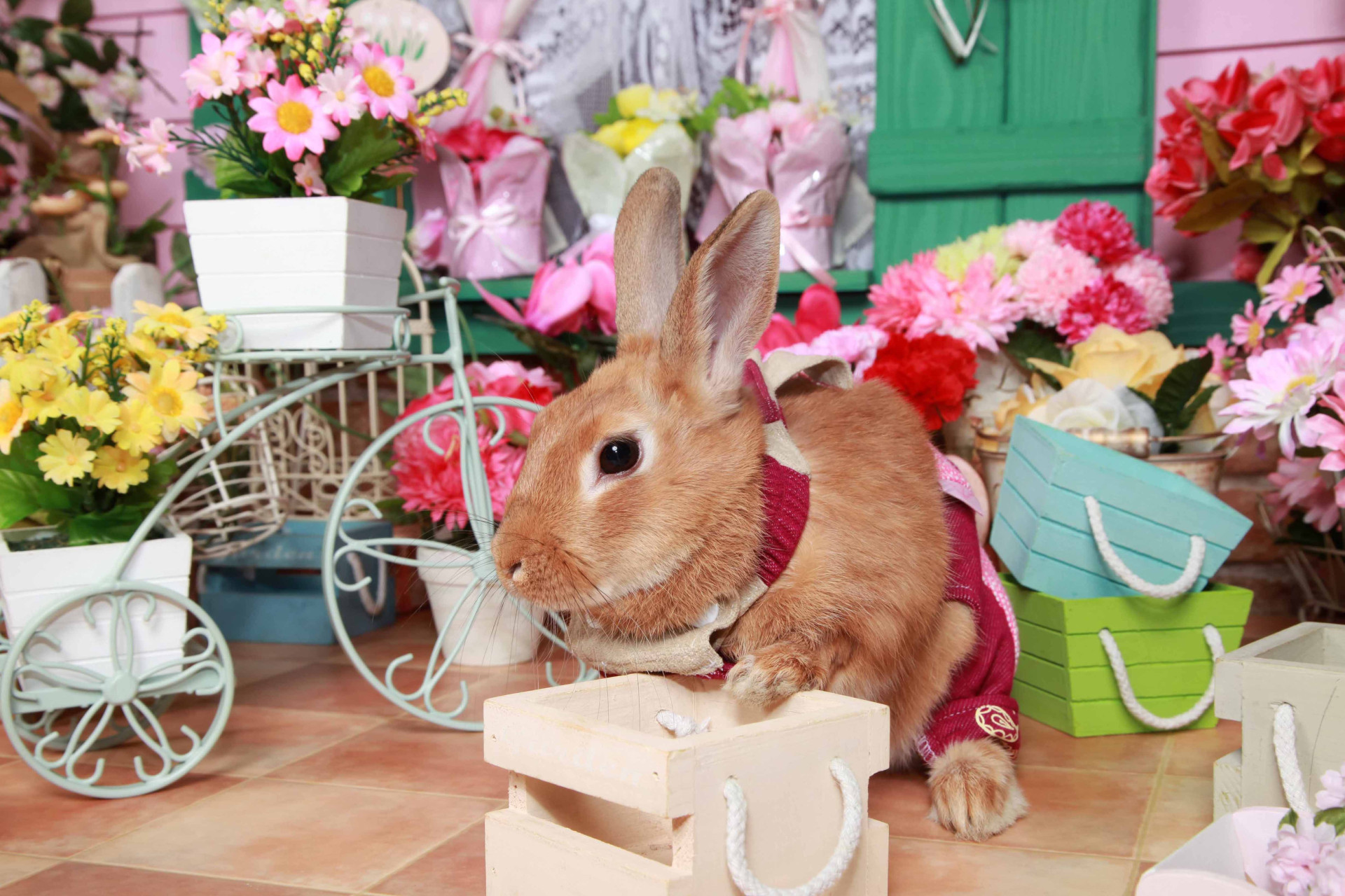 不思議の国のわんわん写真館のメイン画像