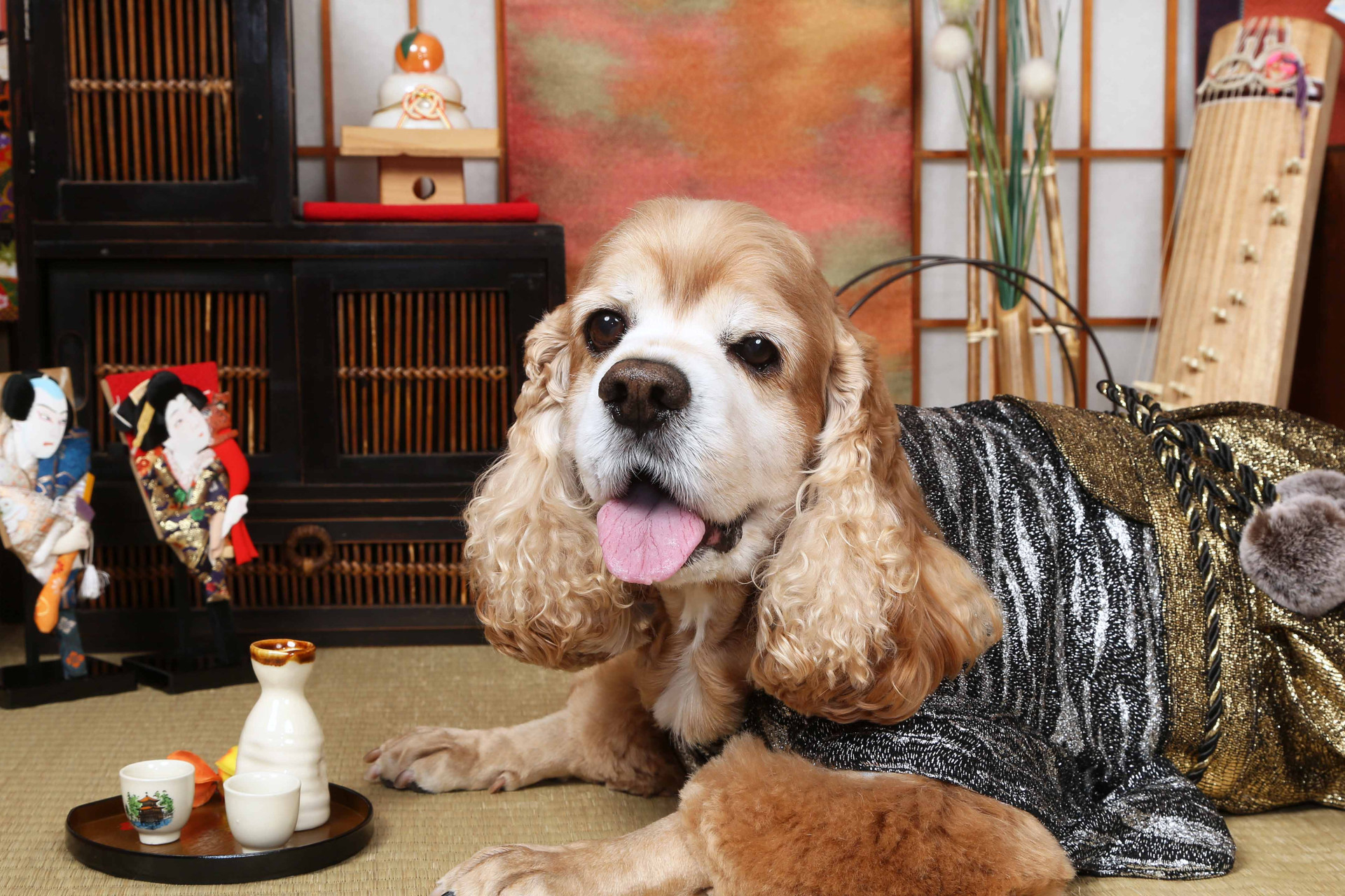 不思議の国のわんわん写真館のメイン画像