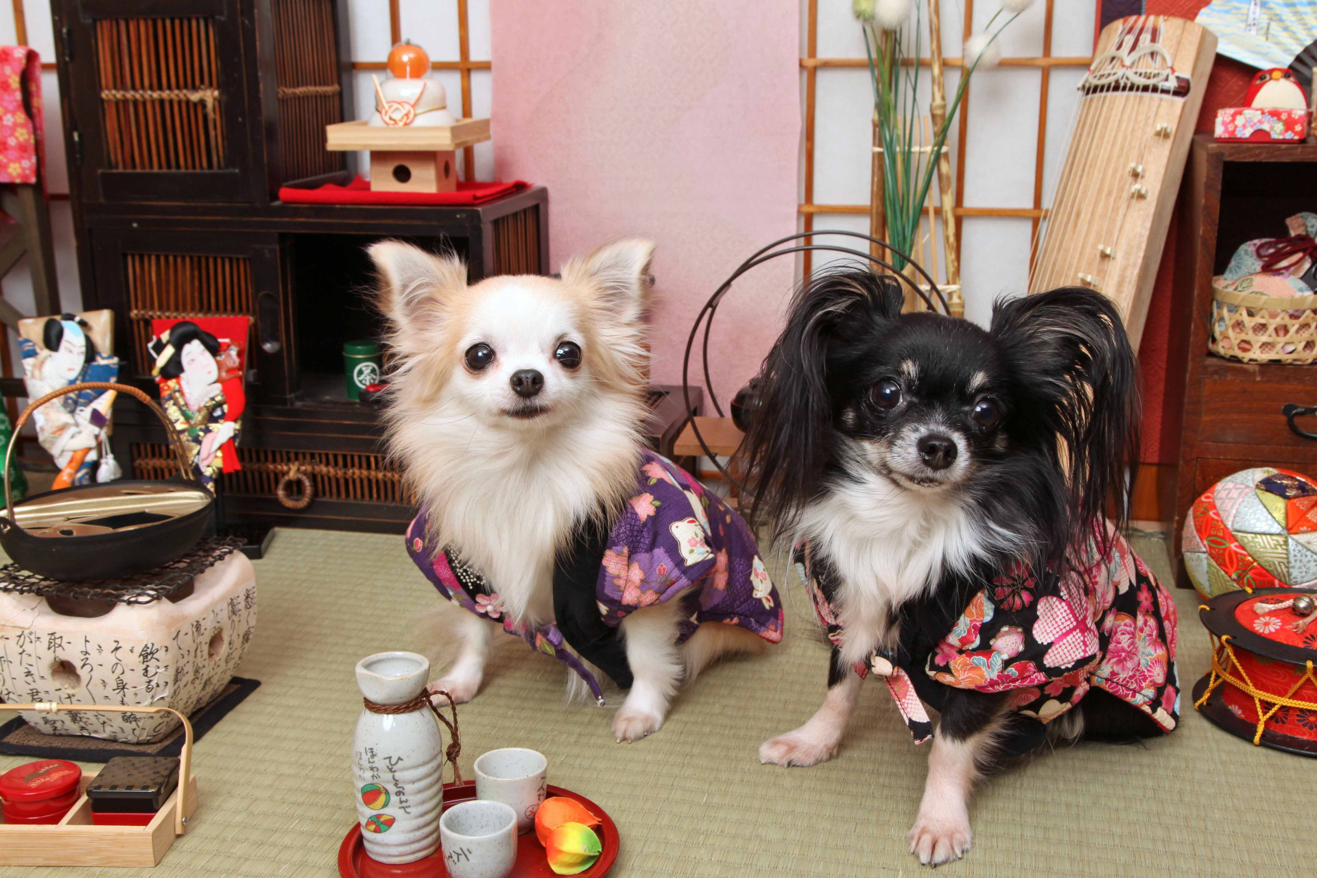 不思議の国のわんわん写真館のメイン画像