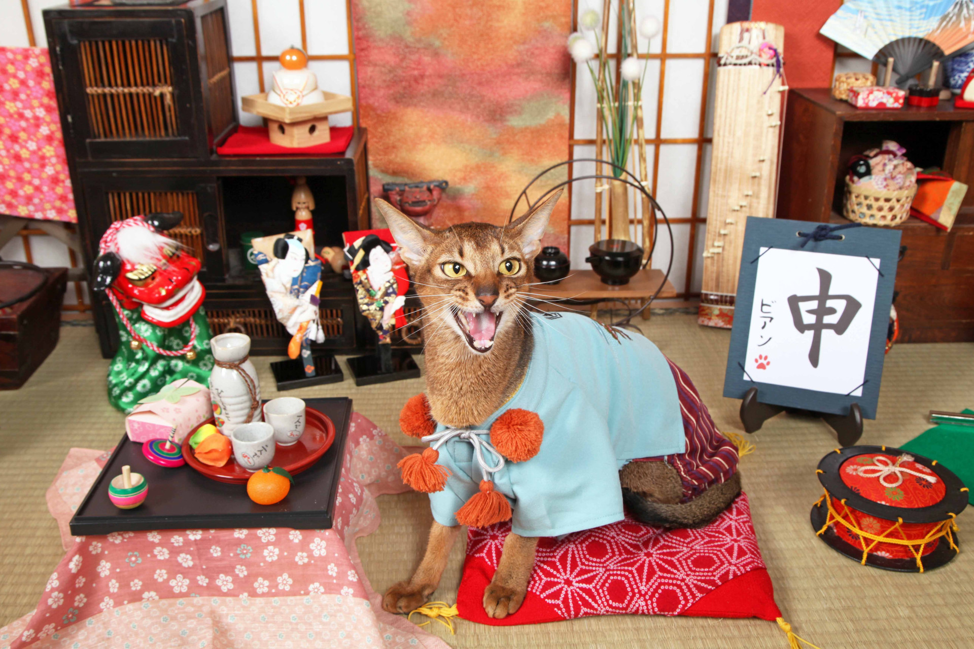 不思議の国のわんわん写真館のメイン画像