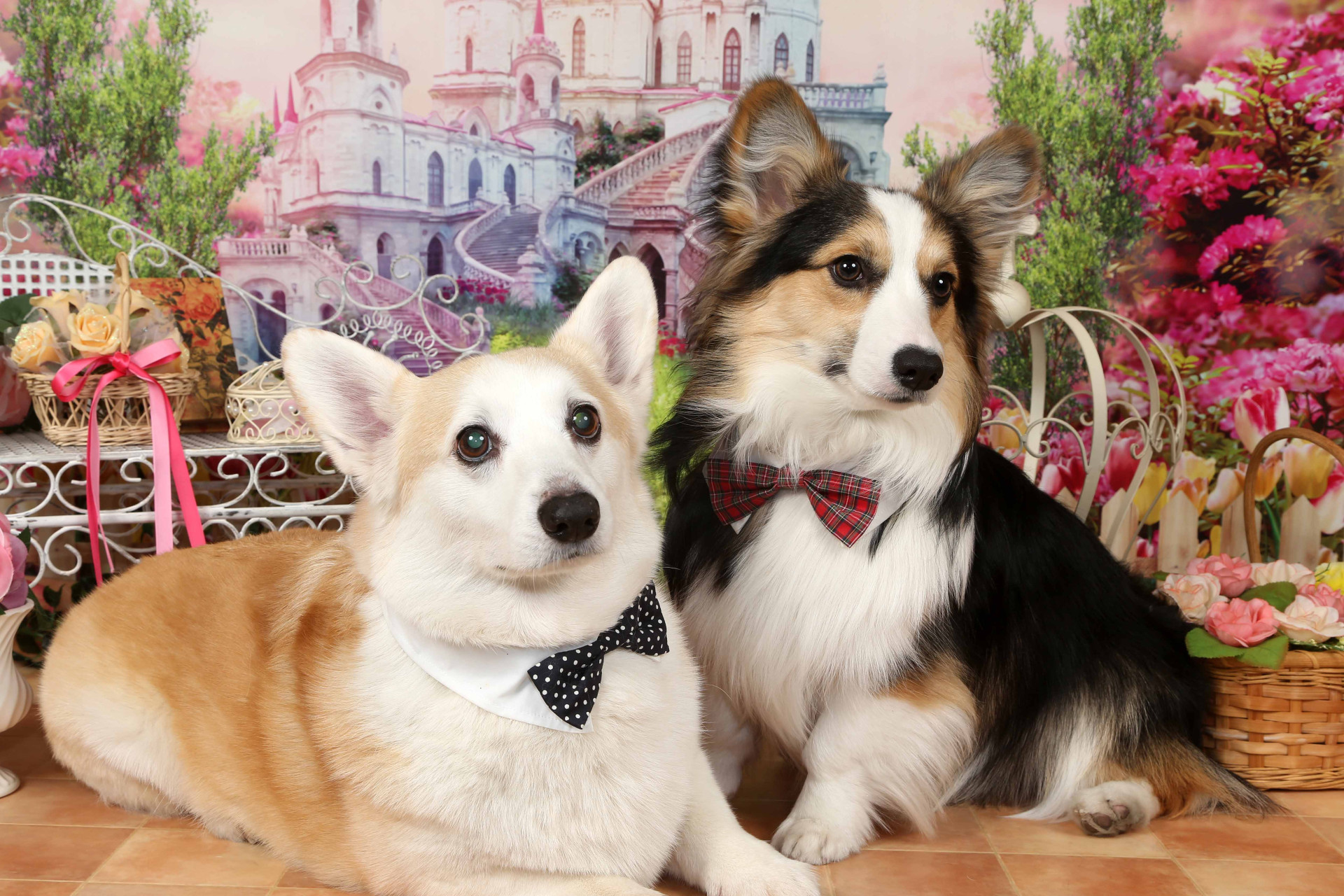 不思議の国のわんわん写真館のメイン画像