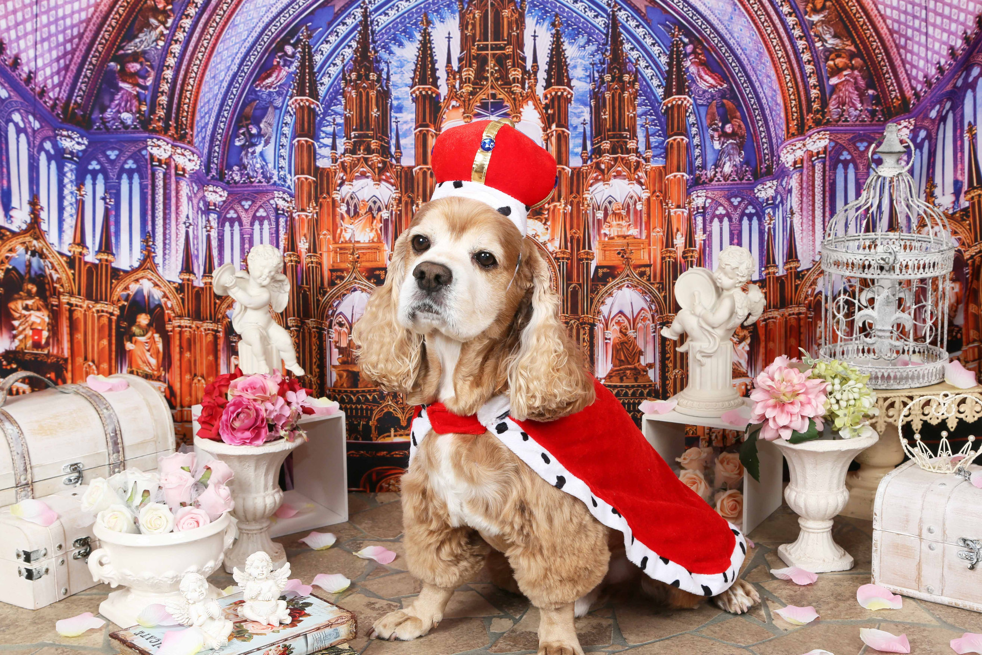 不思議の国のわんわん写真館のメイン画像