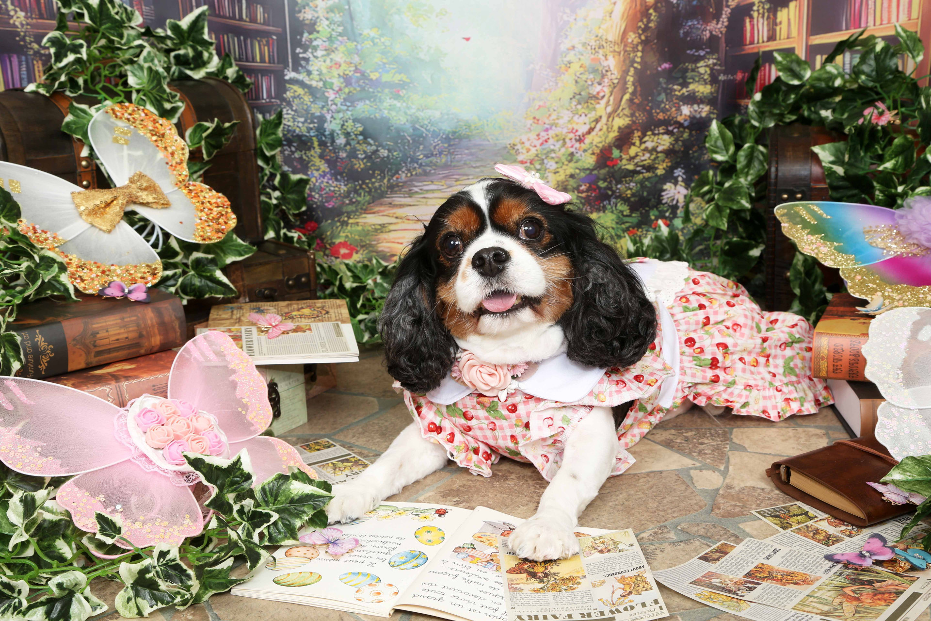 不思議の国のわんわん写真館のメイン画像