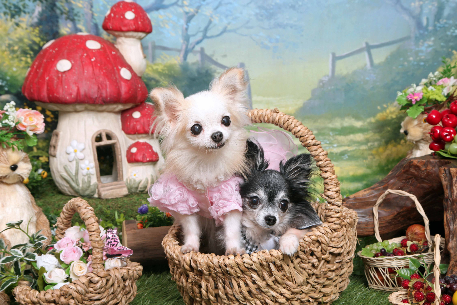 不思議の国のわんわん写真館のメイン画像