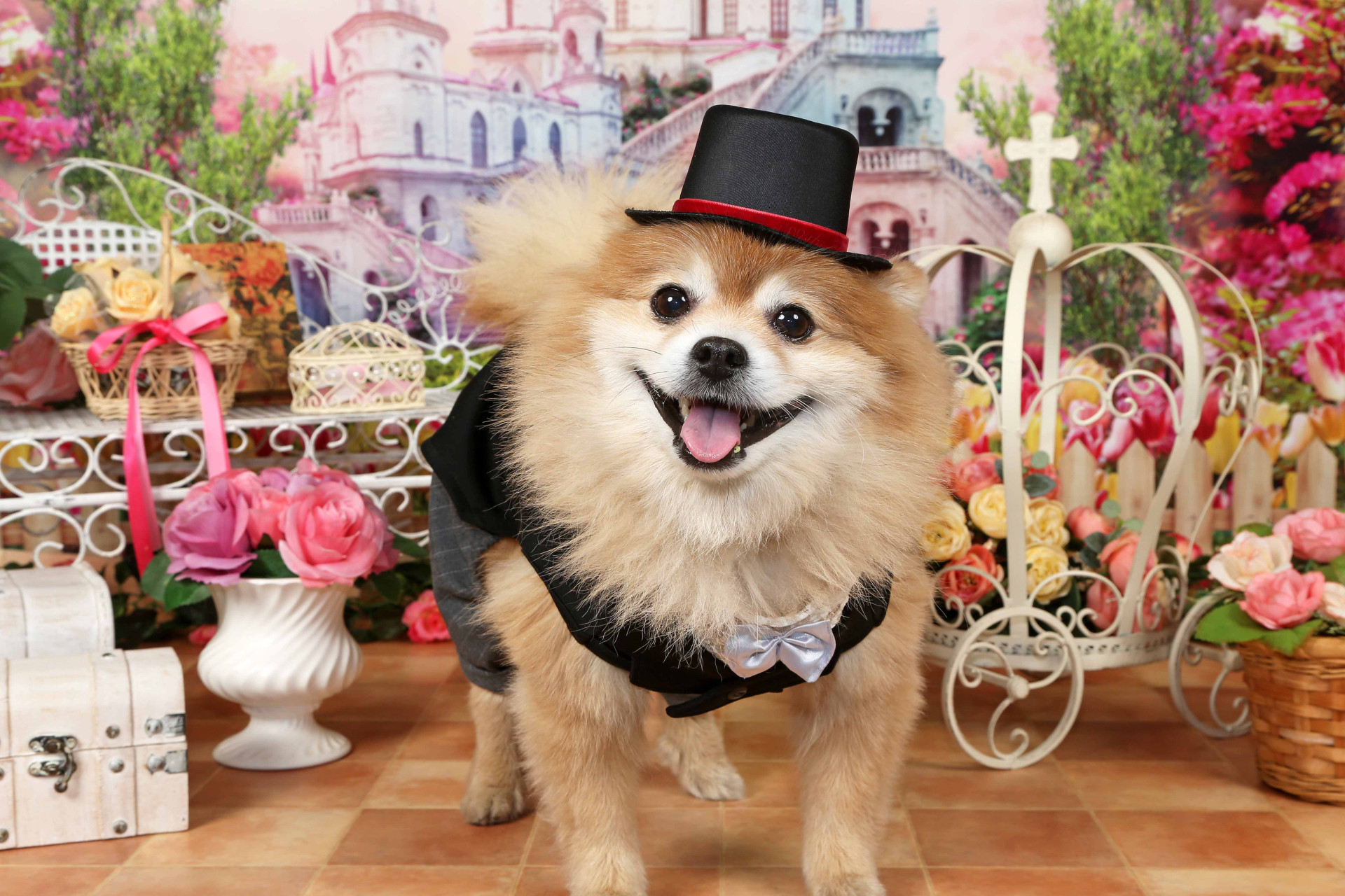 不思議の国のわんわん写真館のメイン画像