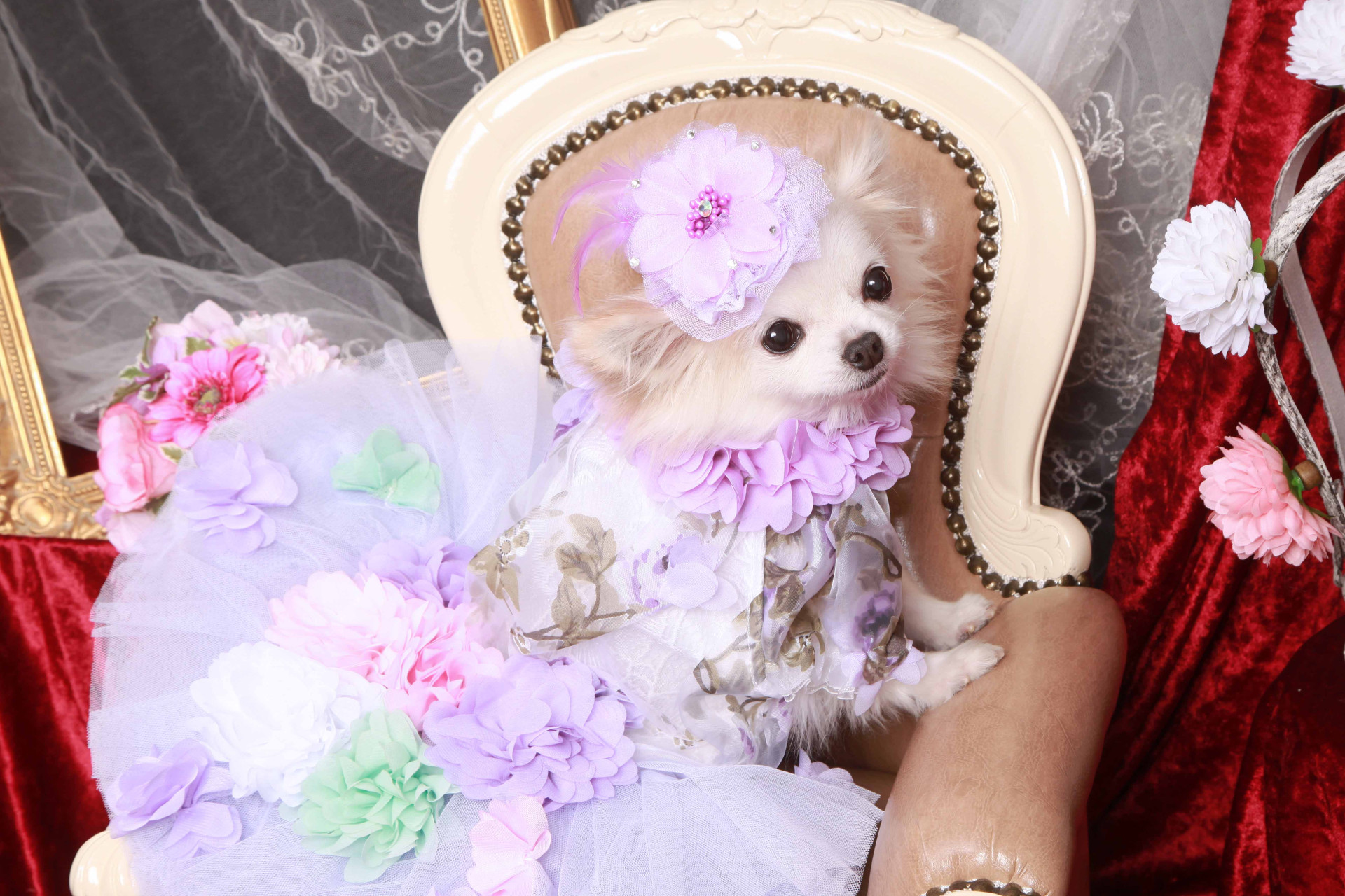 不思議の国のわんわん写真館のメイン画像