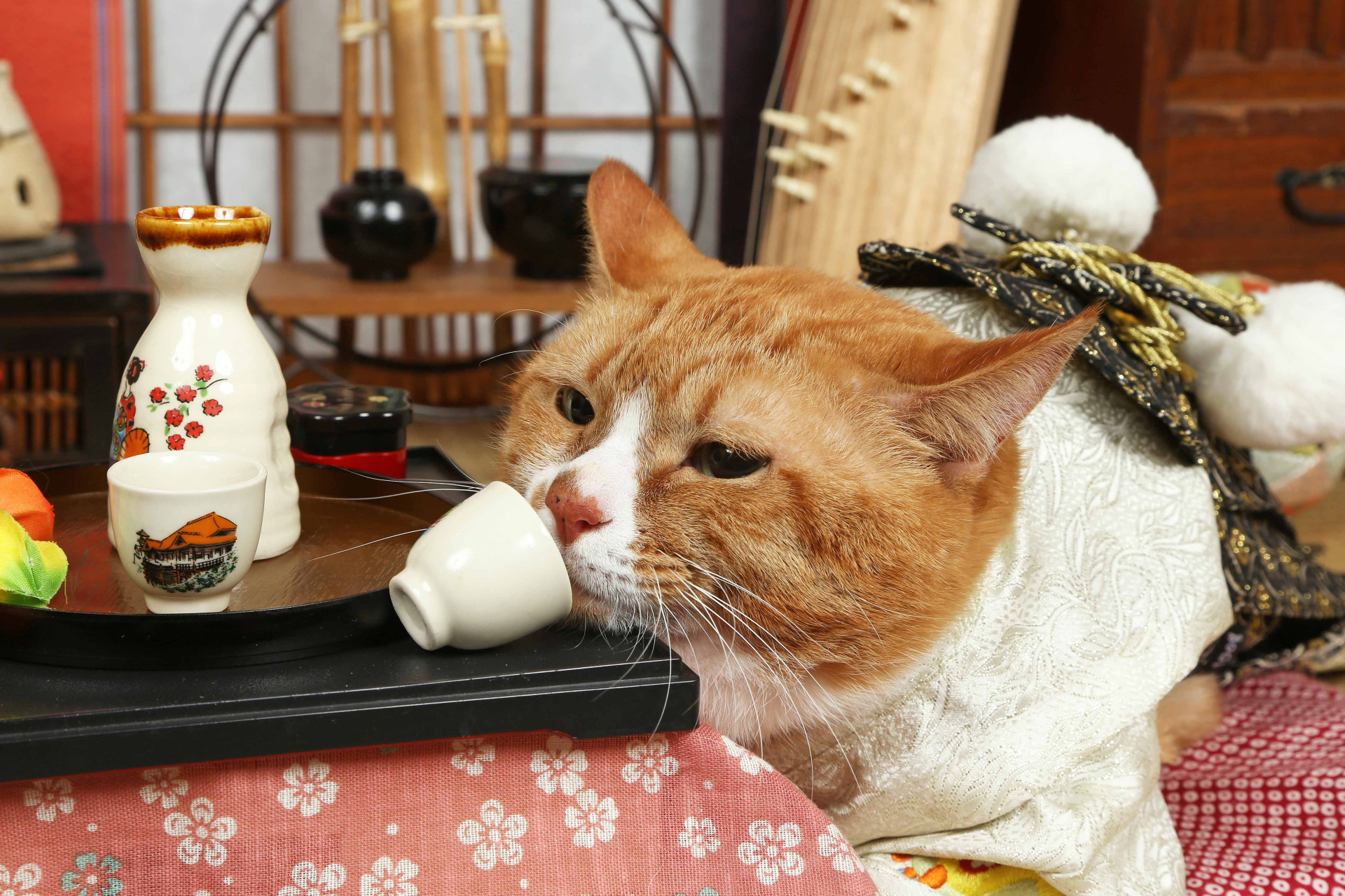 不思議の国のわんわん写真館のメイン画像