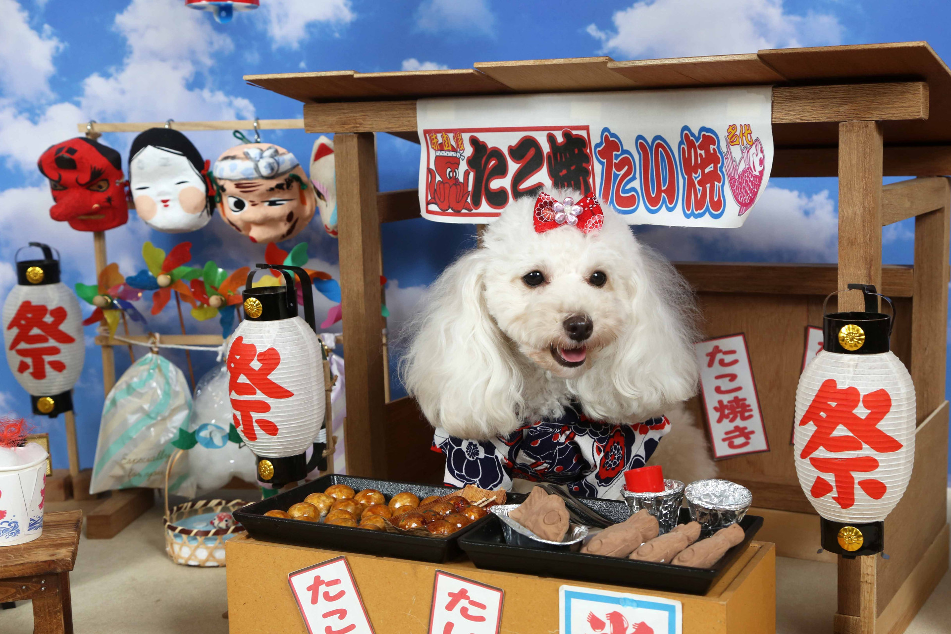 不思議の国のわんわん写真館のメイン画像