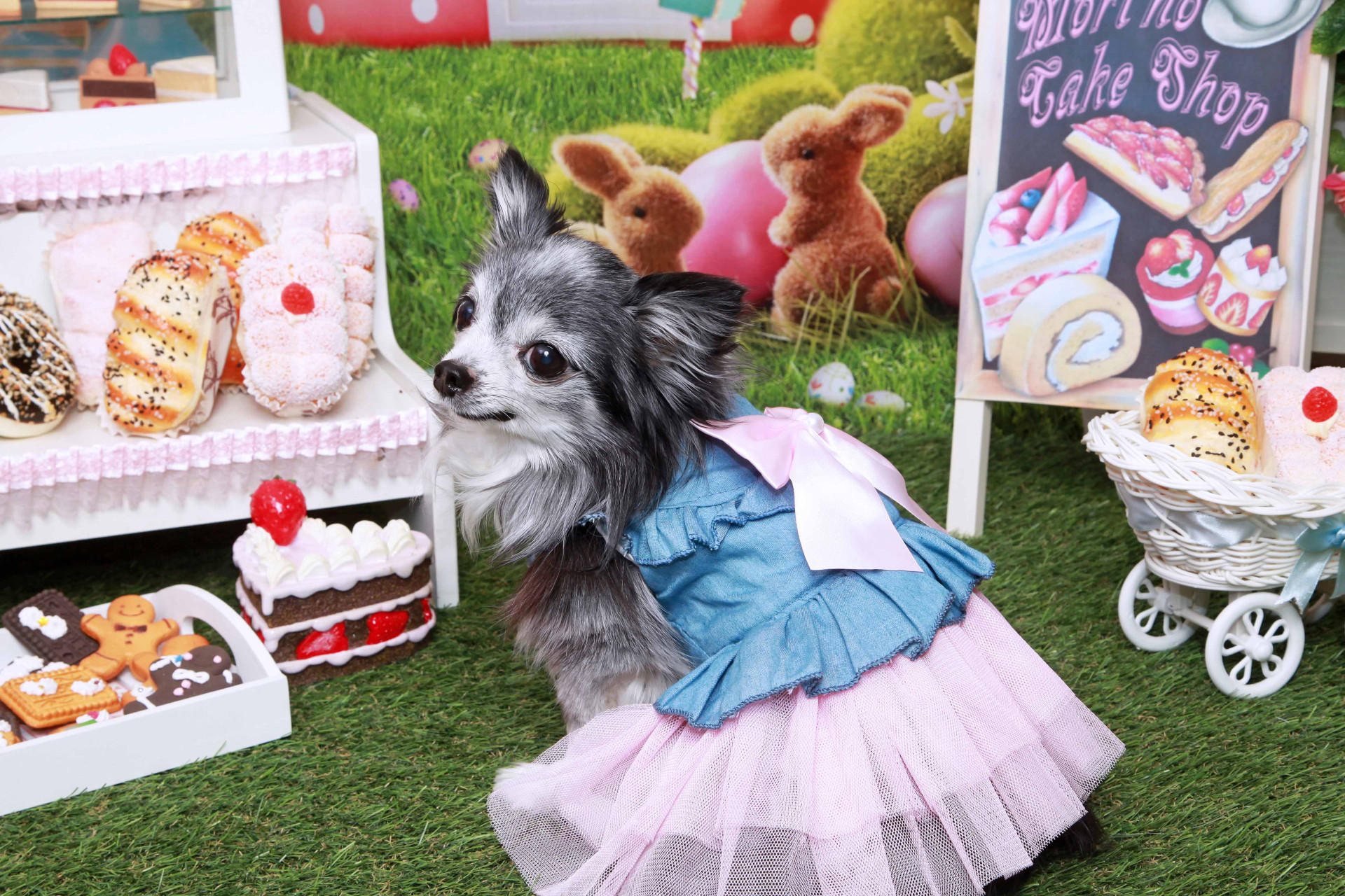 不思議の国のわんわん写真館のメイン画像