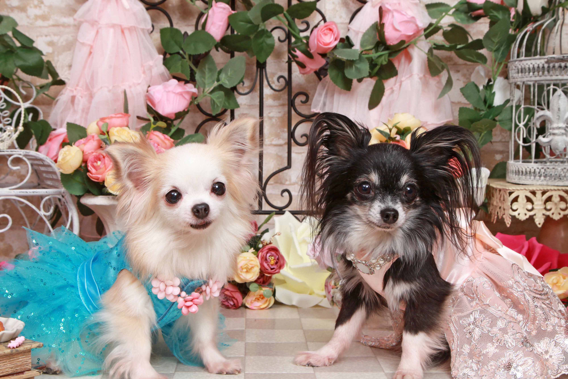 不思議の国のわんわん写真館のメイン画像