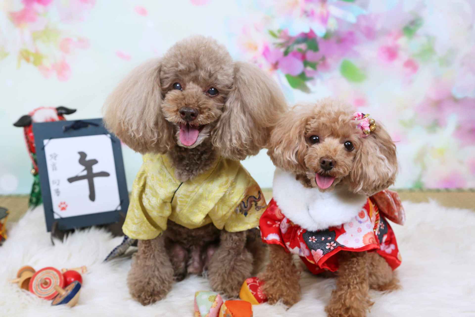 不思議の国のわんわん写真館のメイン画像