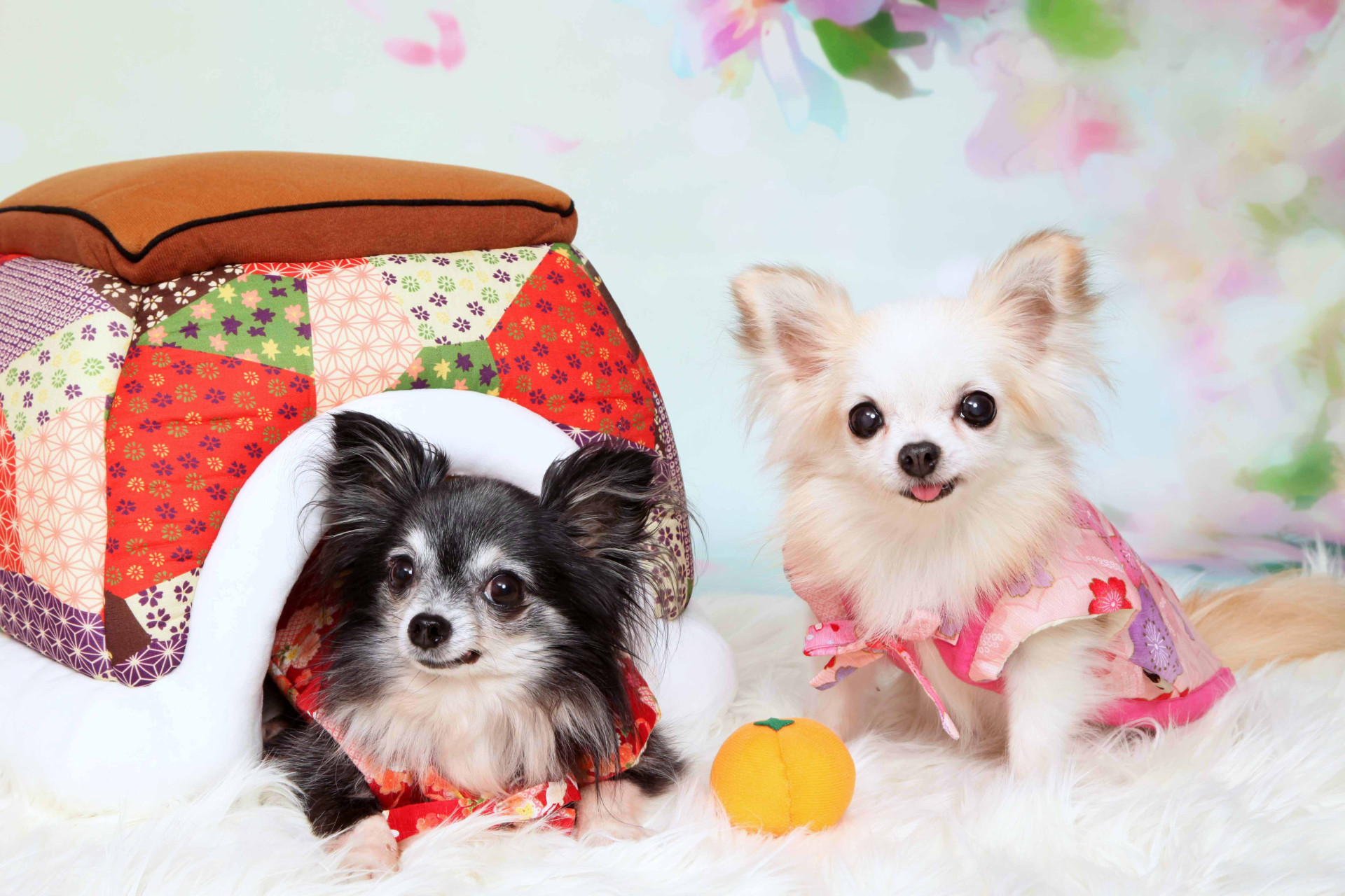 不思議の国のわんわん写真館のメイン画像