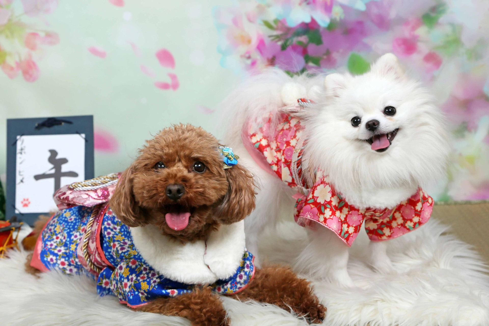 不思議の国のわんわん写真館のメイン画像