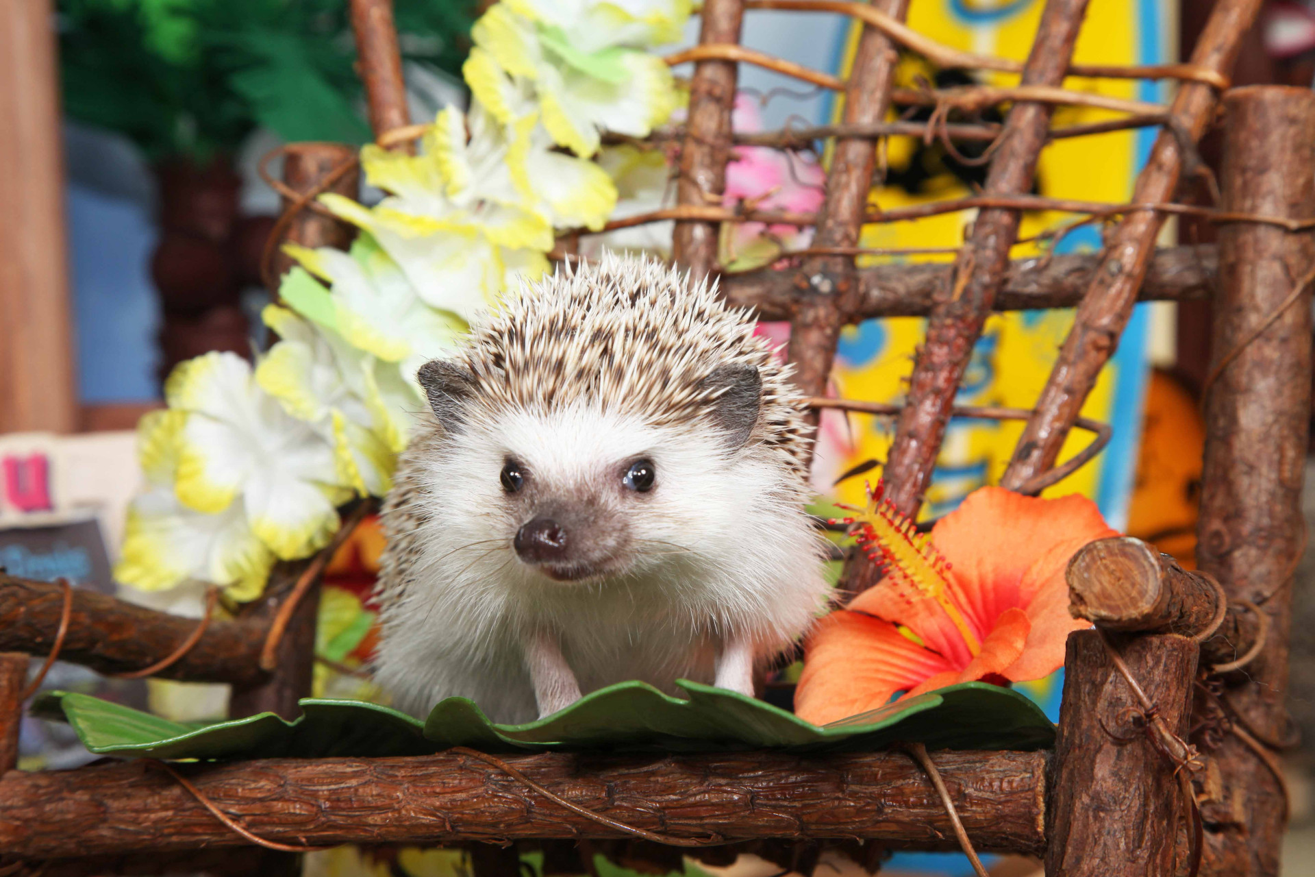 不思議の国のわんわん写真館のメイン画像