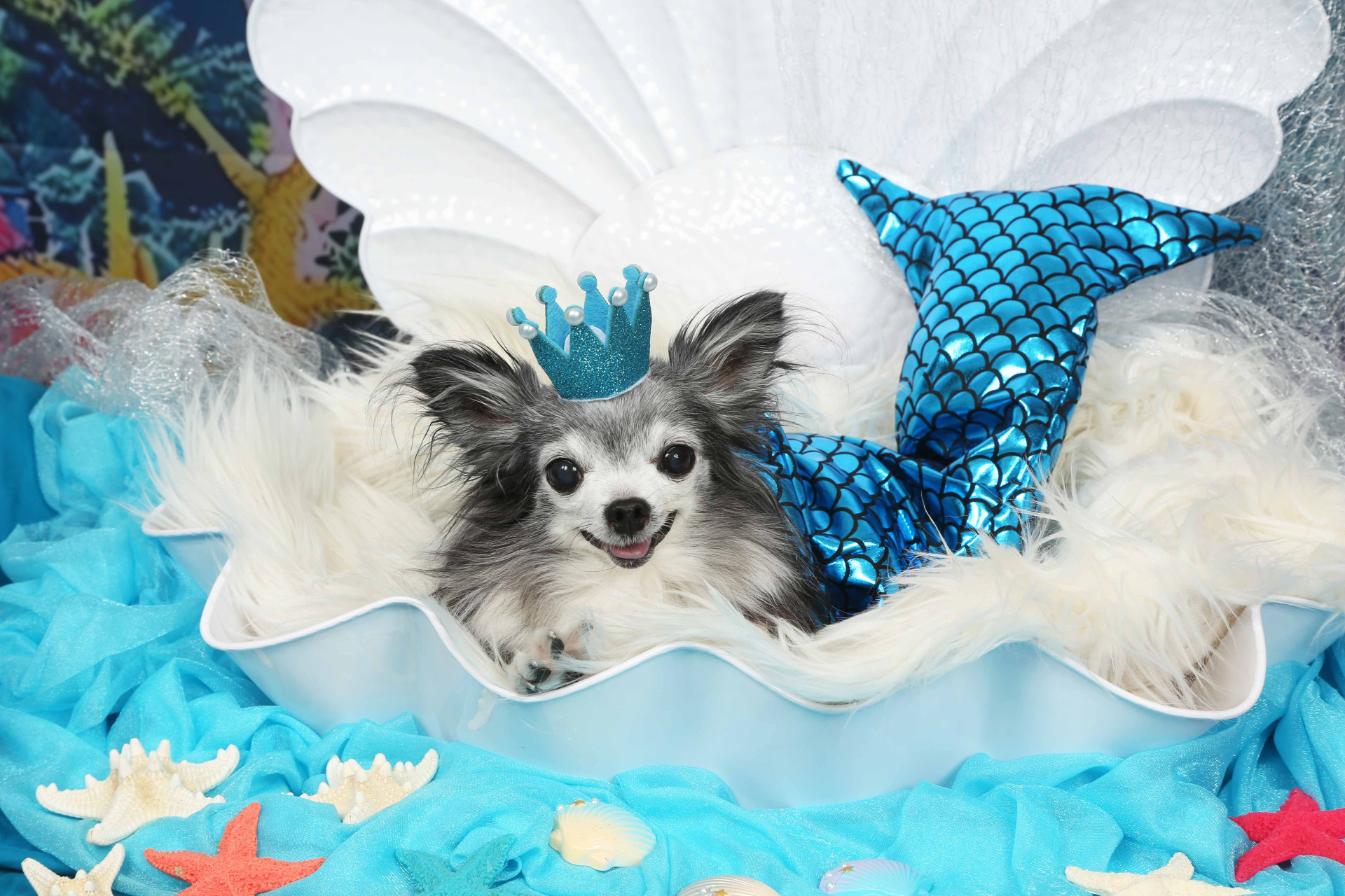 不思議の国のわんわん写真館のメイン画像