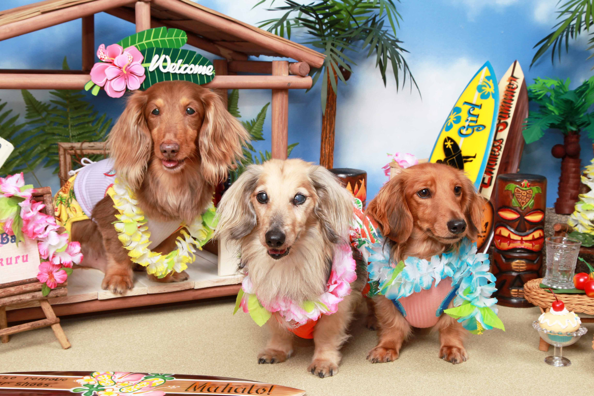 不思議の国のわんわん写真館のメイン画像