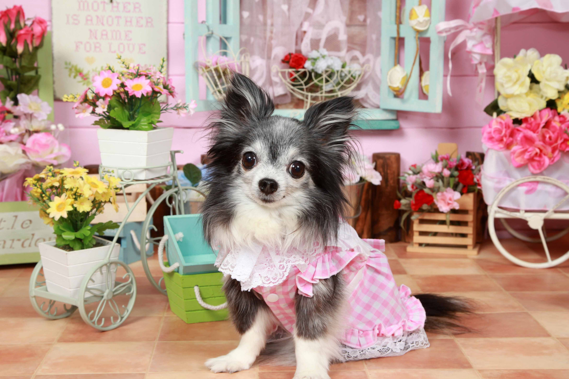 不思議の国のわんわん写真館のメイン画像