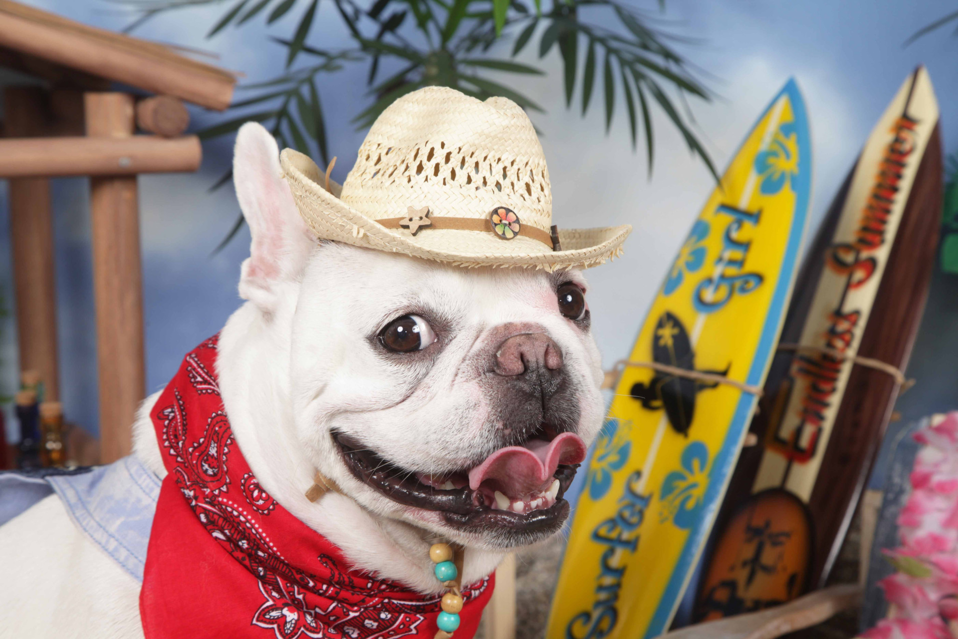 不思議の国のわんわん写真館のメイン画像