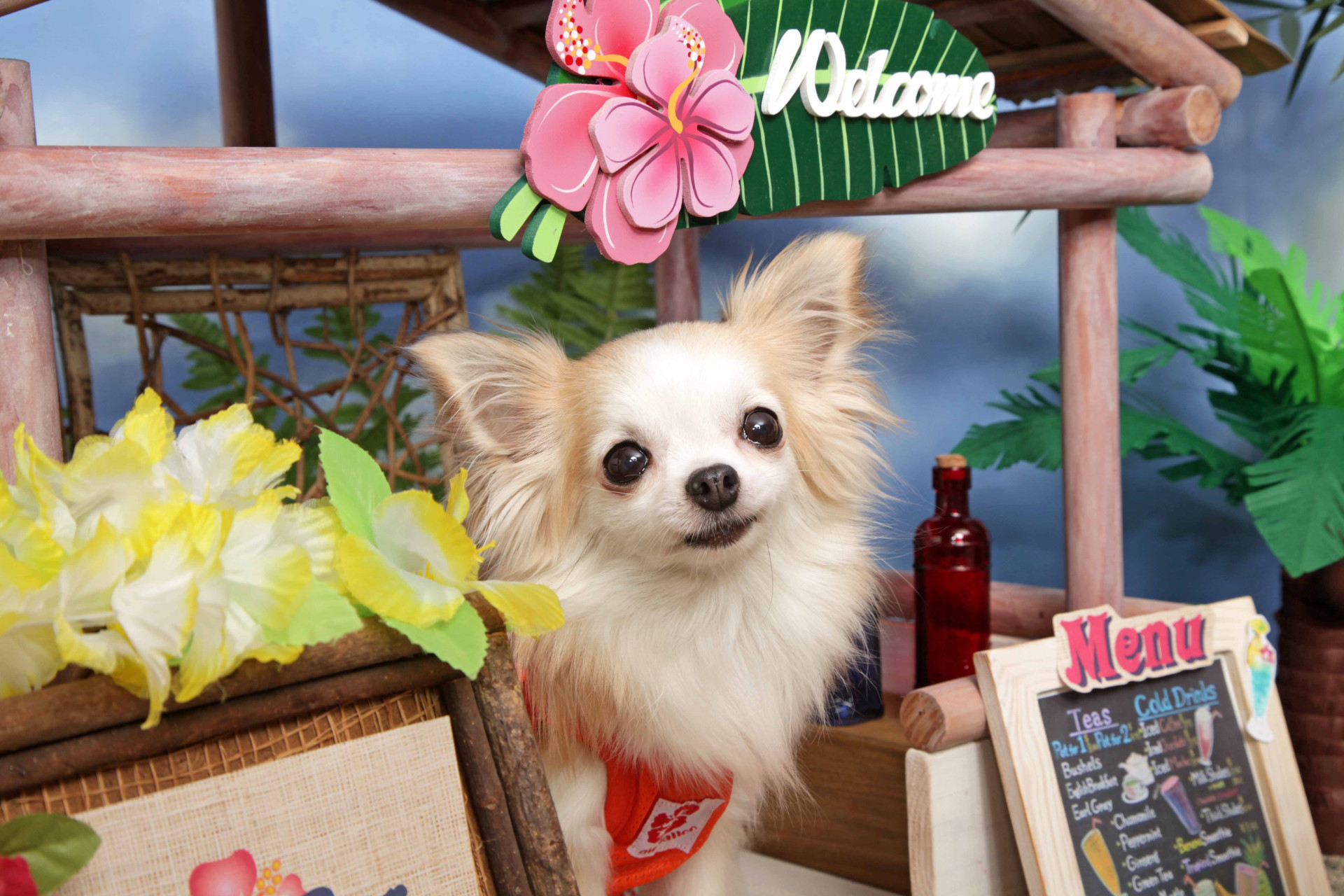 不思議の国のわんわん写真館のメイン画像