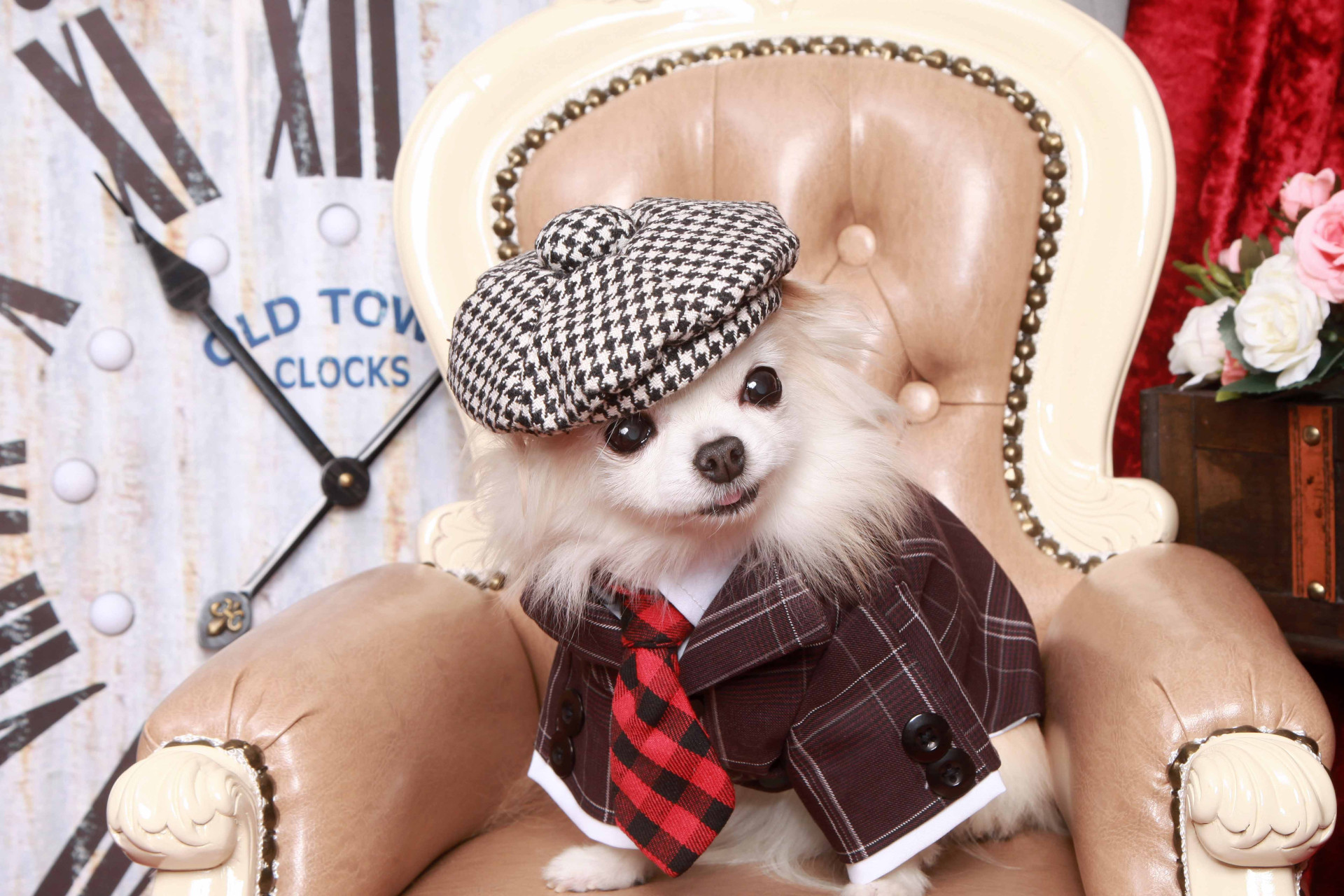 不思議の国のわんわん写真館のメイン画像