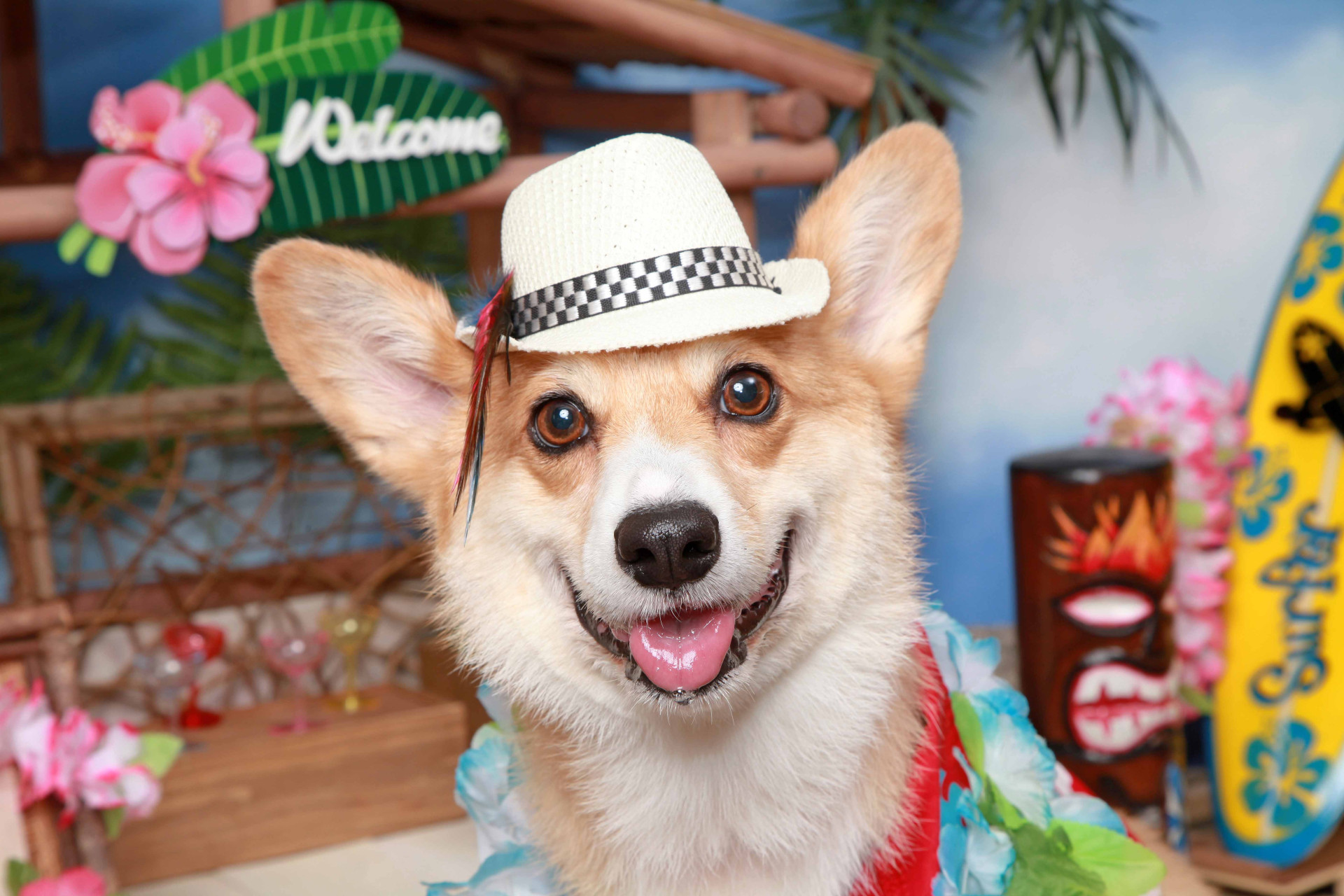 不思議の国のわんわん写真館のメイン画像