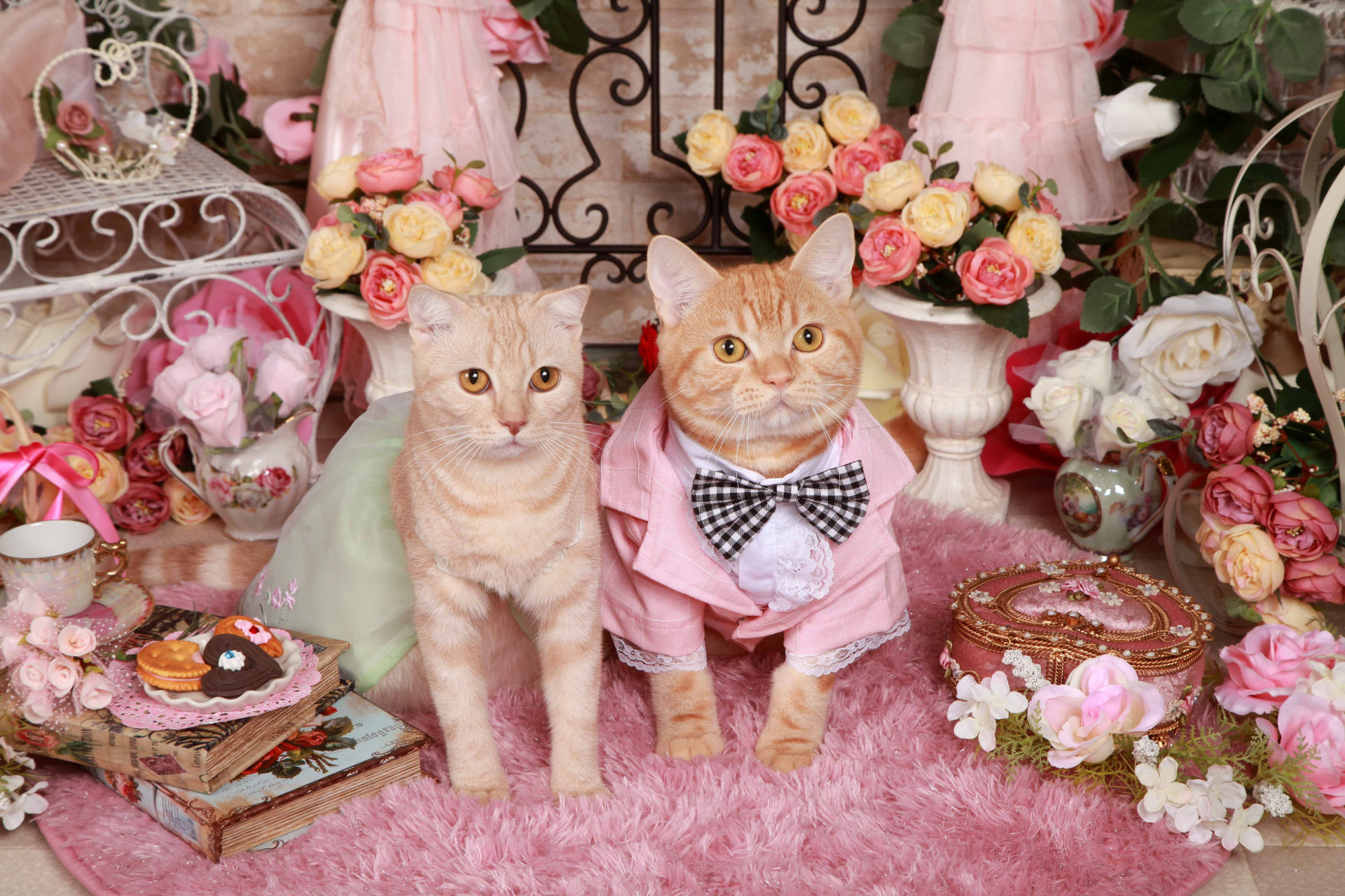 不思議の国のわんわん写真館のメイン画像