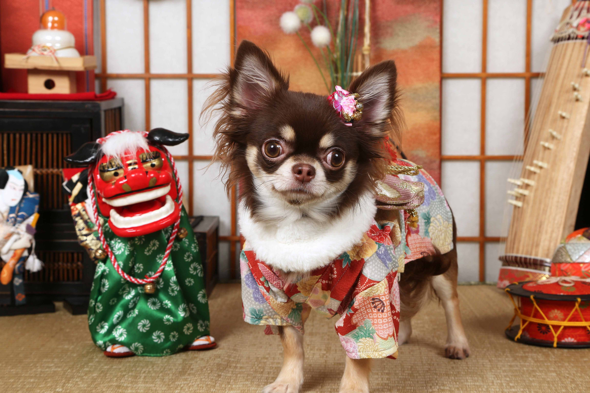 不思議の国のわんわん写真館のメイン画像