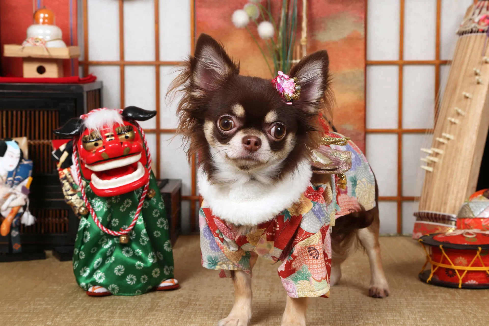 不思議の国のわんわん写真館のメイン画像