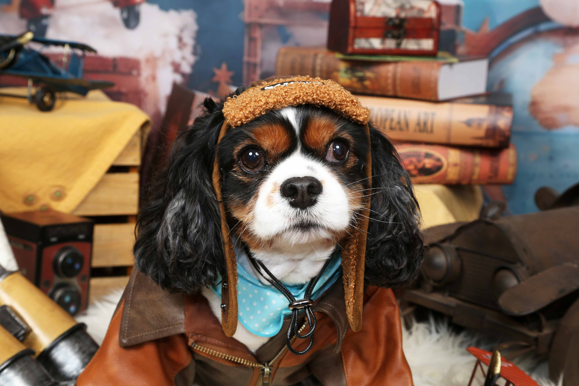 不思議の国のわんわん写真館のメイン画像