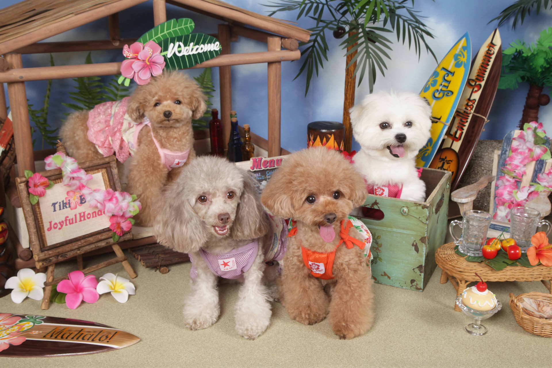 不思議の国のわんわん写真館のメイン画像