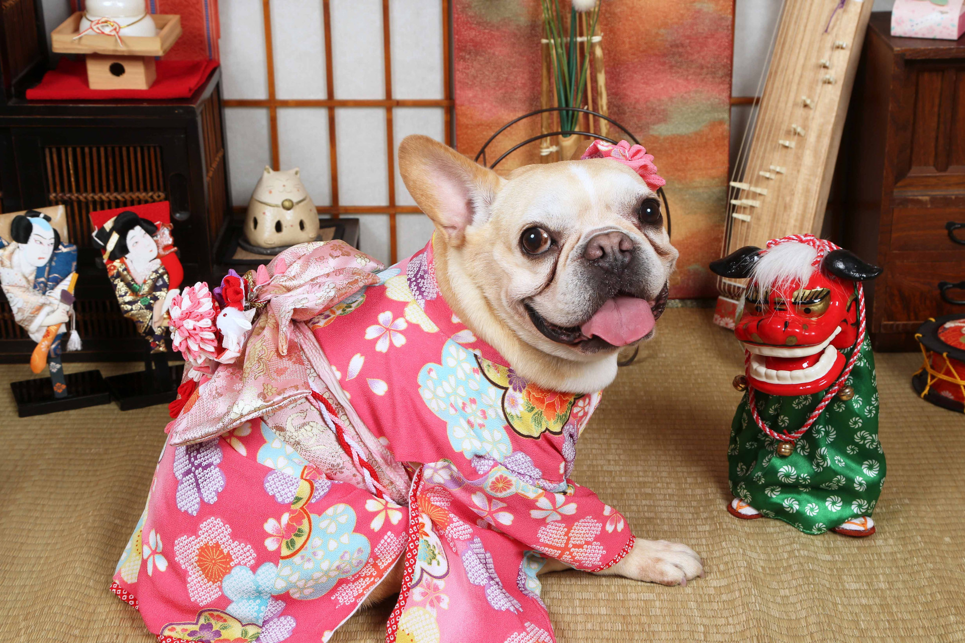 不思議の国のわんわん写真館のメイン画像