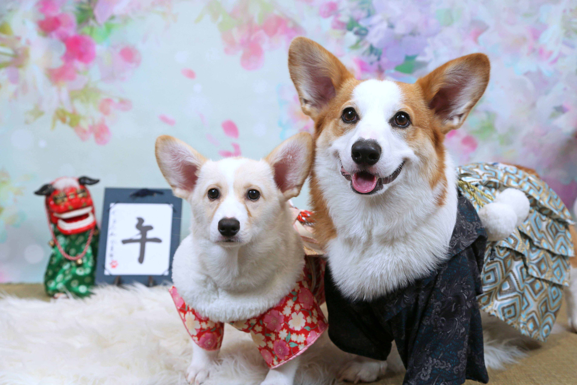 不思議の国のわんわん写真館のメイン画像