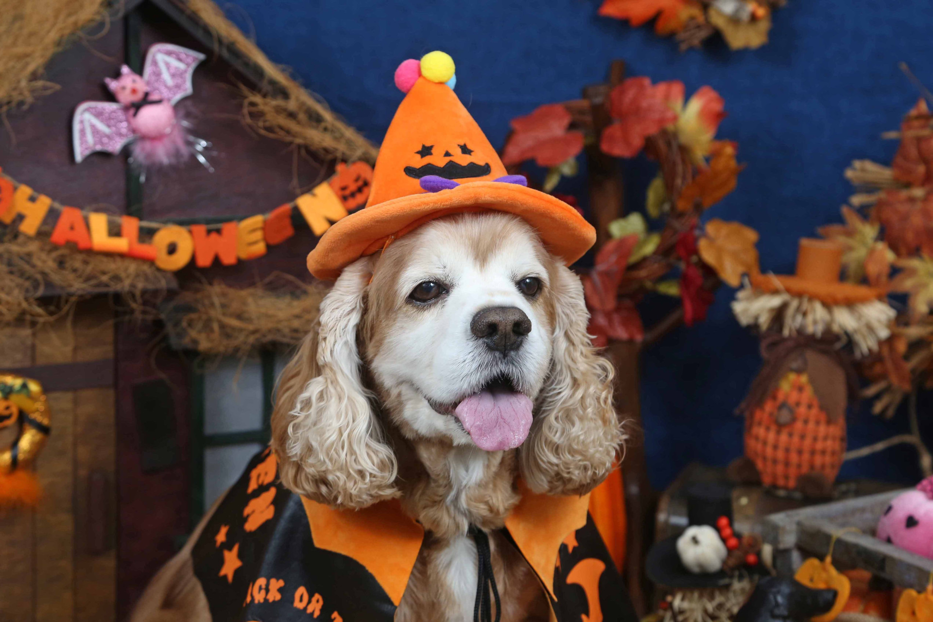 不思議の国のわんわん写真館のメイン画像