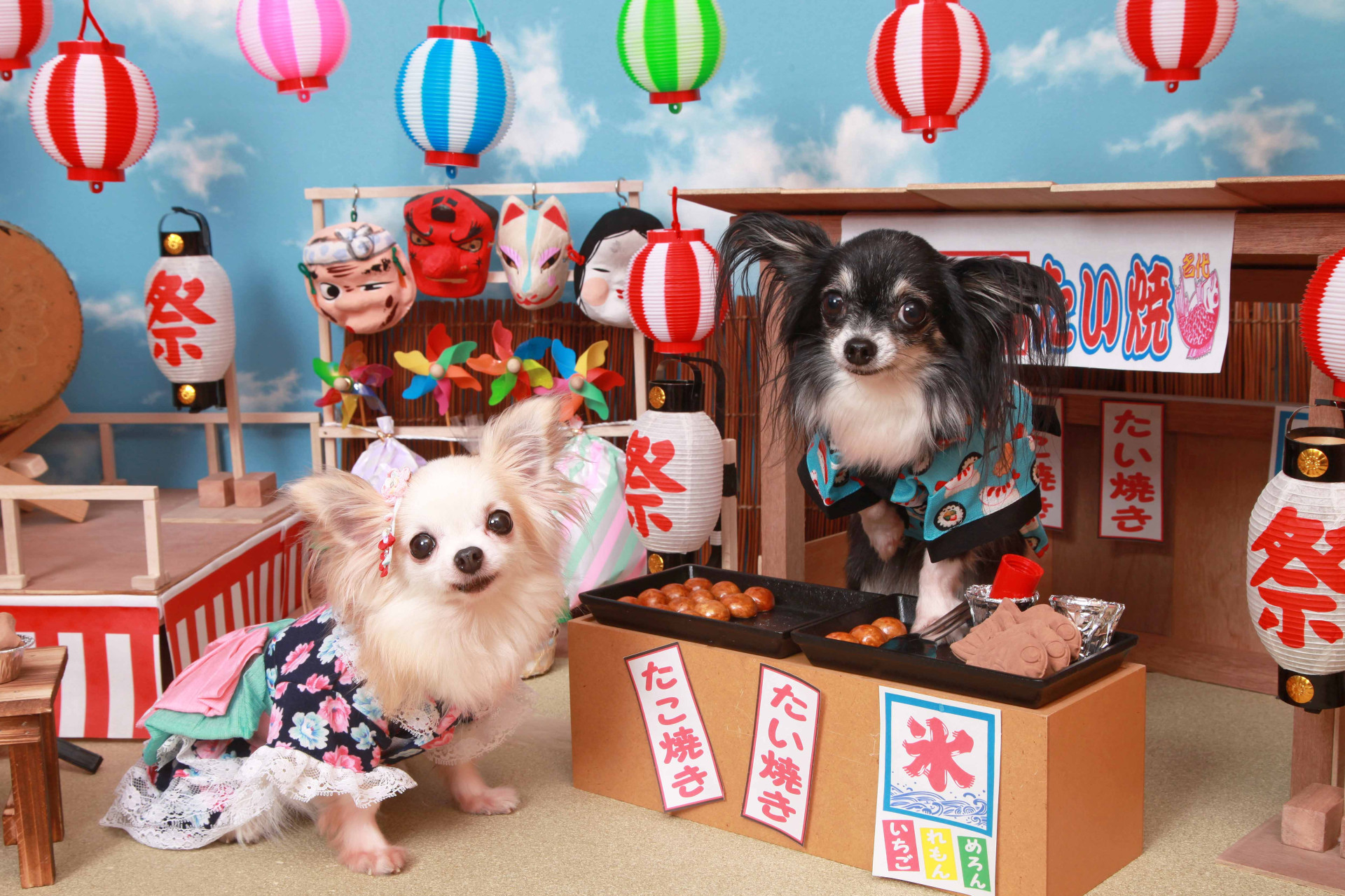 不思議の国のわんわん写真館のメイン画像