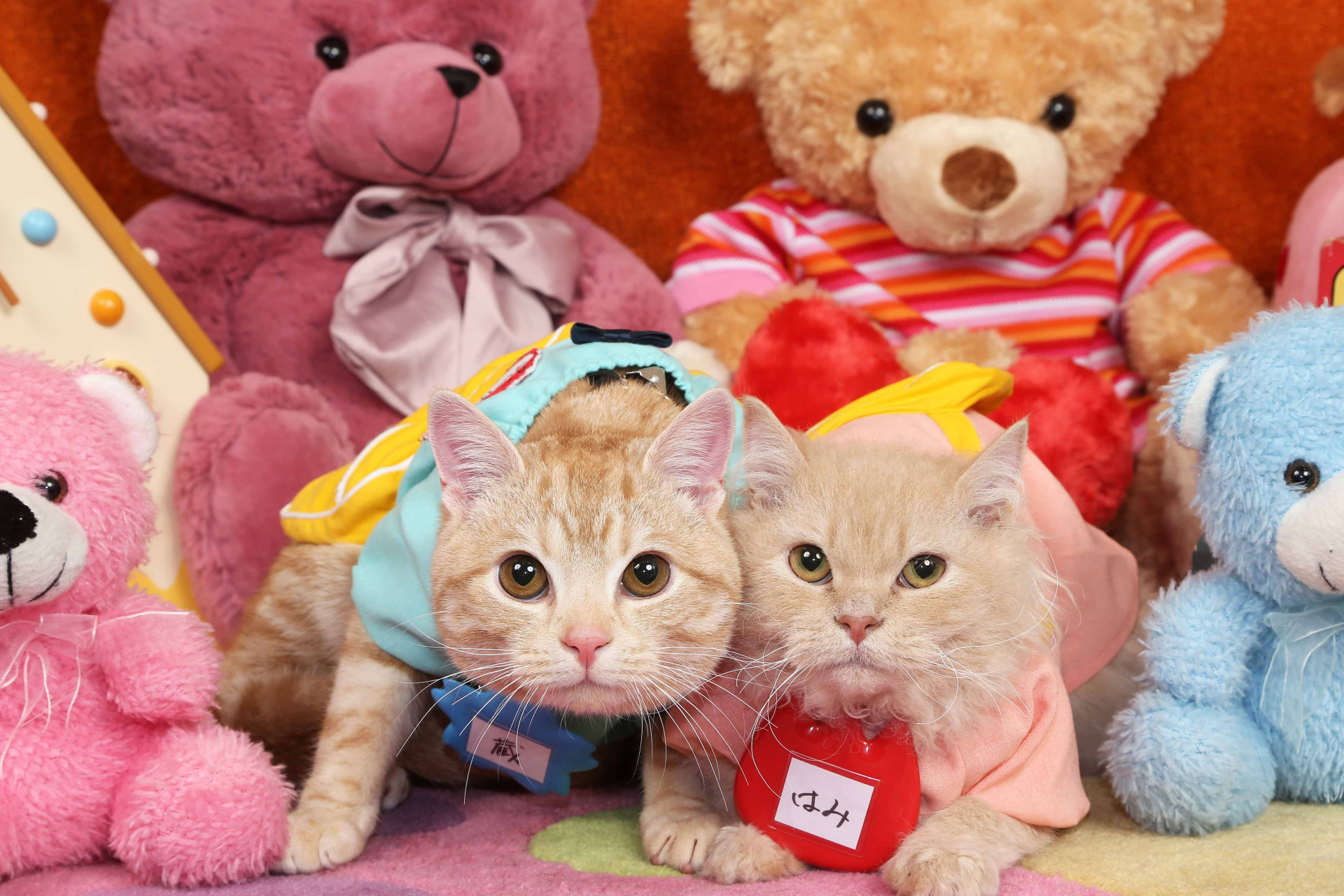 不思議の国のわんわん写真館のメイン画像