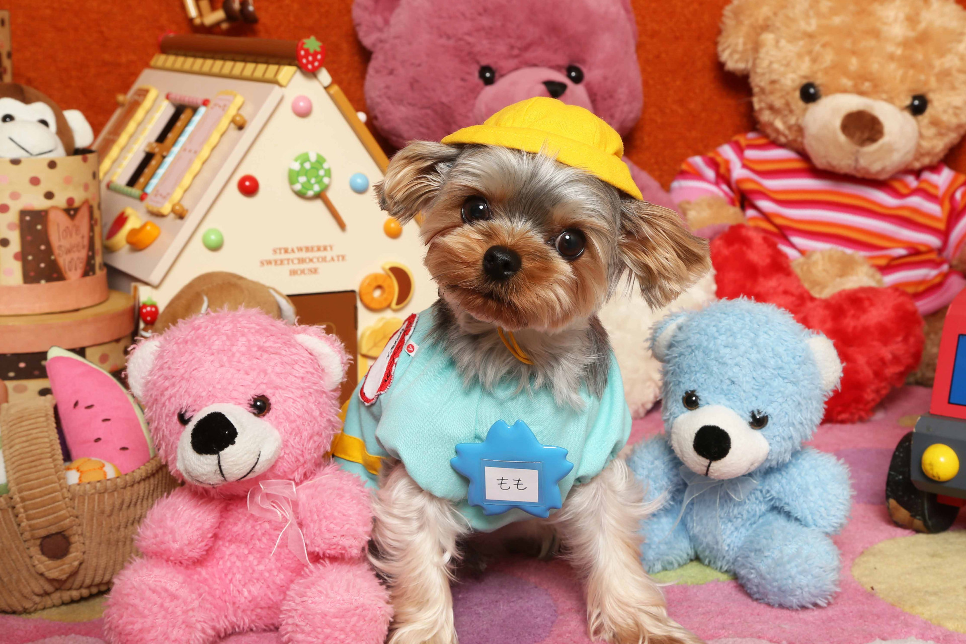 不思議の国のわんわん写真館のメイン画像