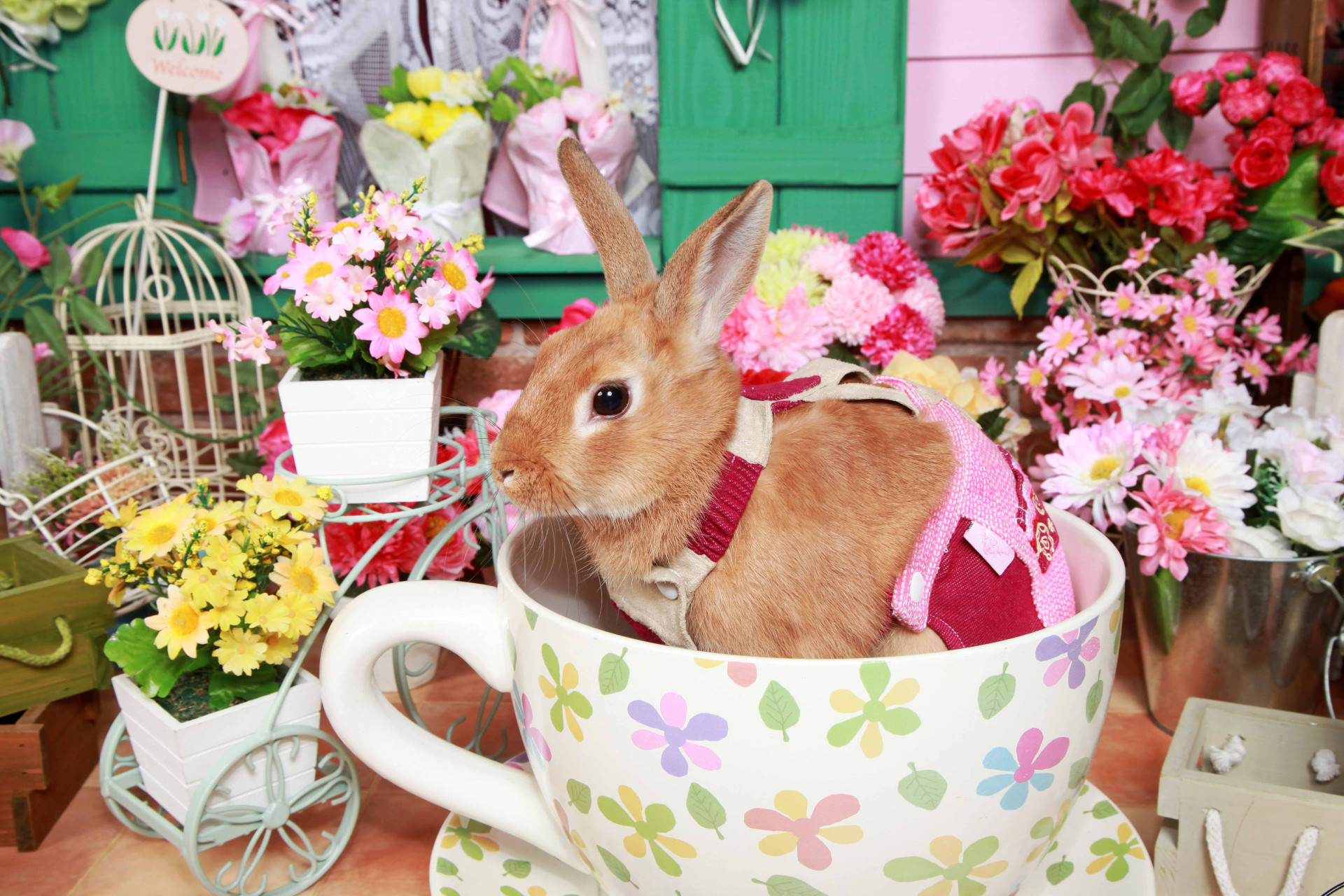 不思議の国のわんわん写真館のメイン画像