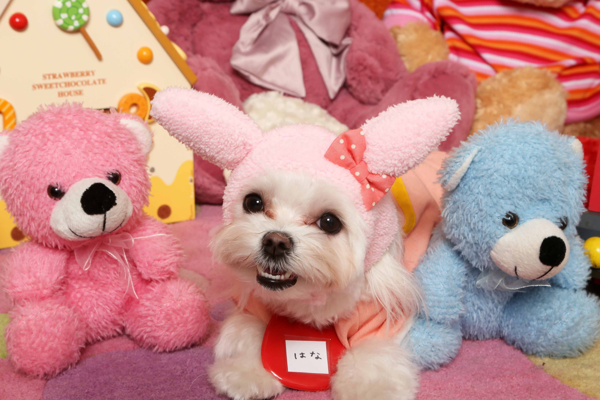 不思議の国のわんわん写真館のメイン画像