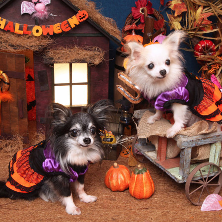 不思議の国のわんわん写真館の画像