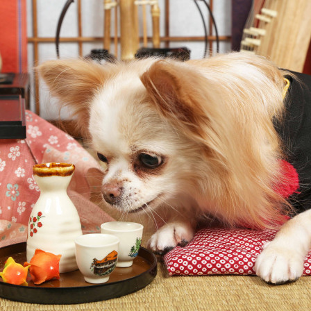 不思議の国のわんわん写真館の画像