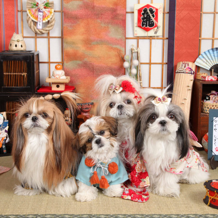 不思議の国のわんわん写真館の画像