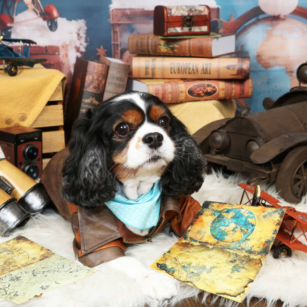 不思議の国のわんわん写真館の画像